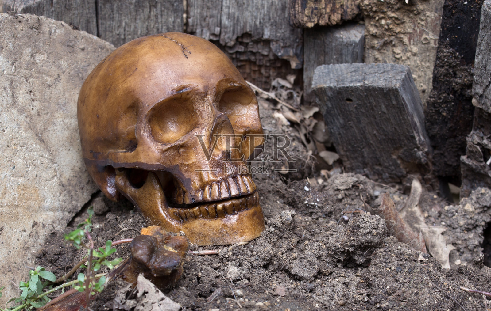 人类头骨照片摄影图片