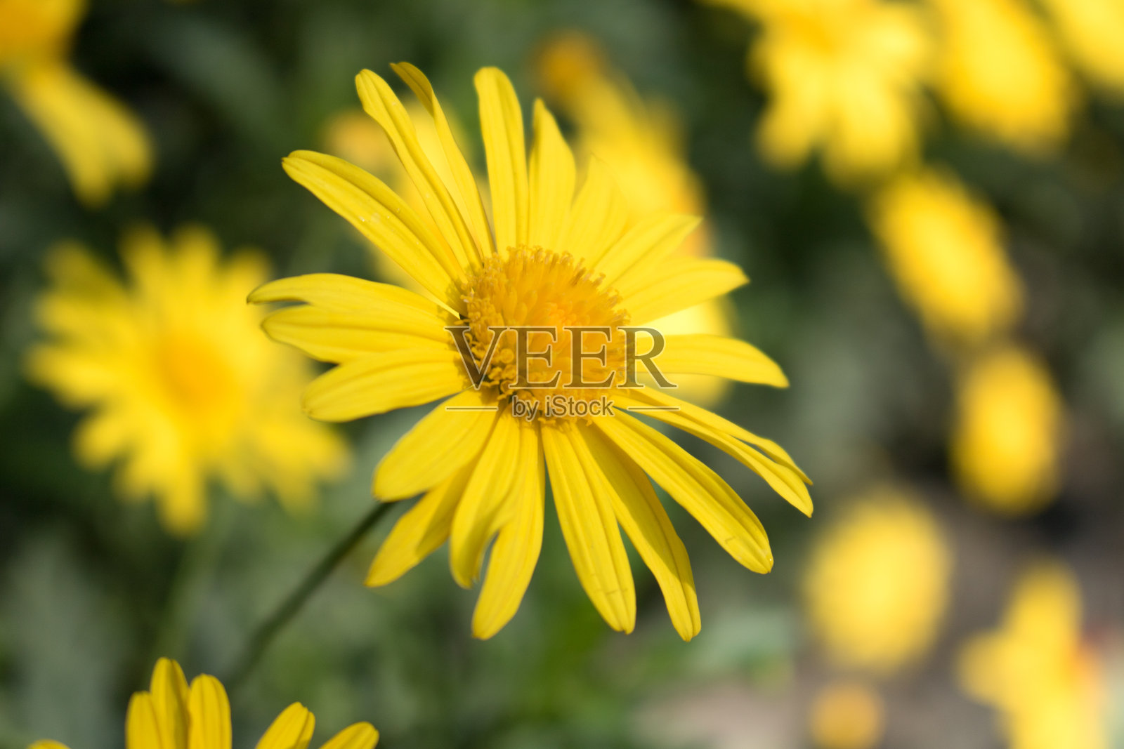 向日葵照片摄影图片