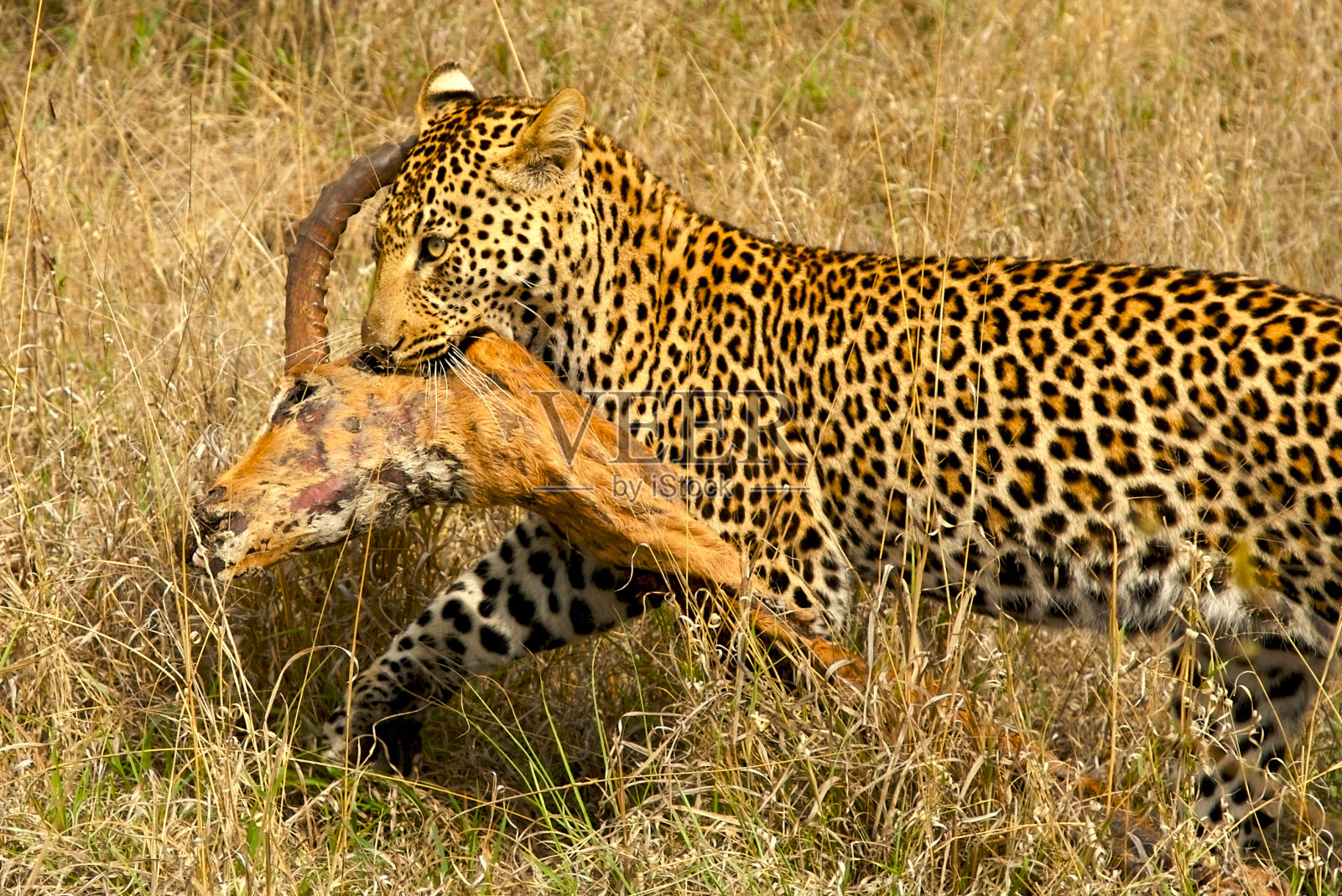 豹子拿着一只黑斑羚照片摄影图片