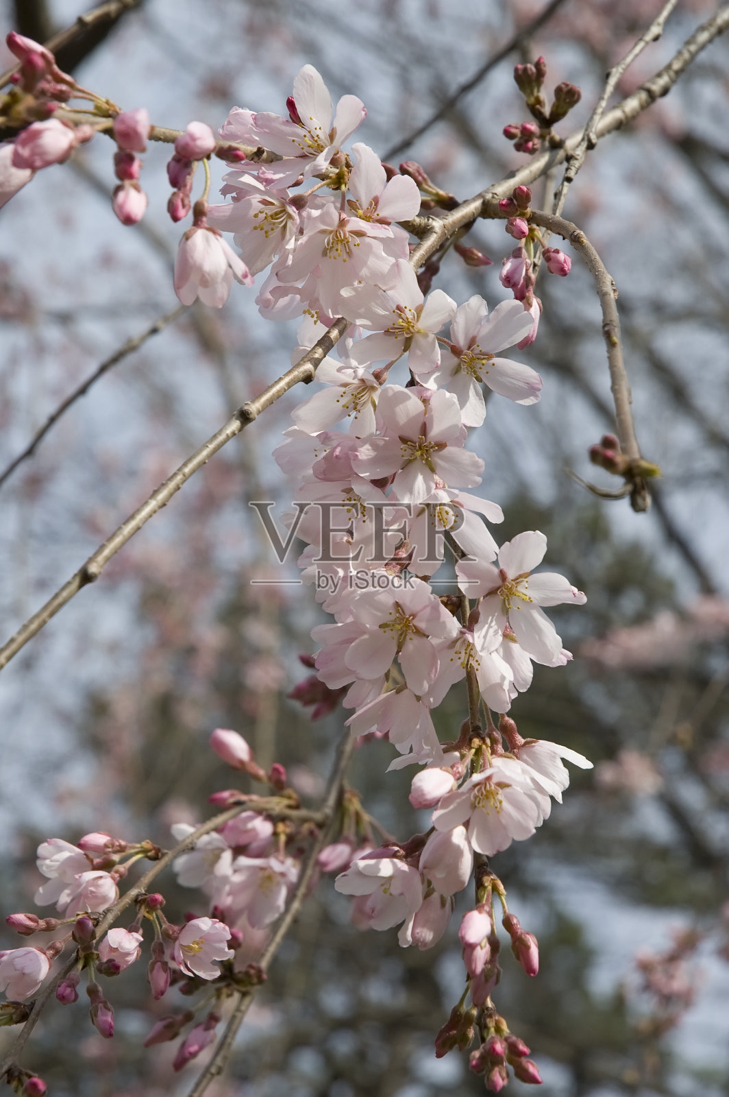 树在发芽和开花照片摄影图片
