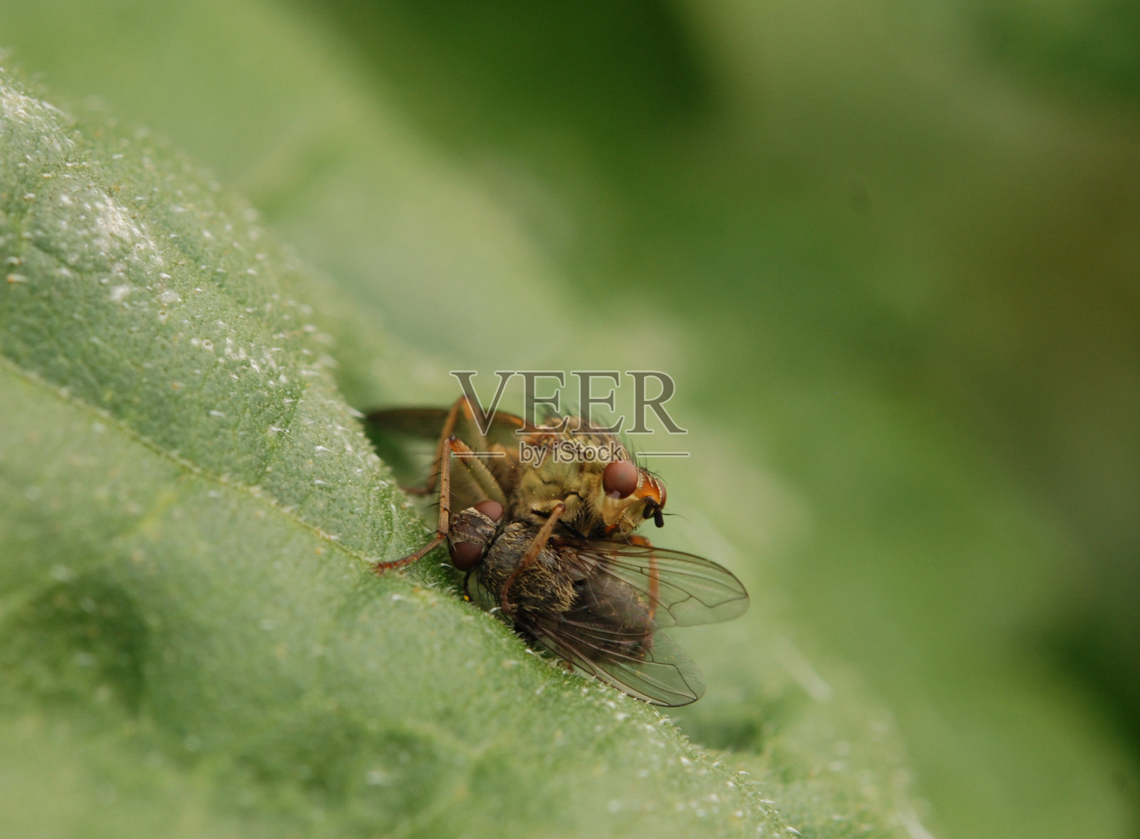 眼泪照片摄影图片