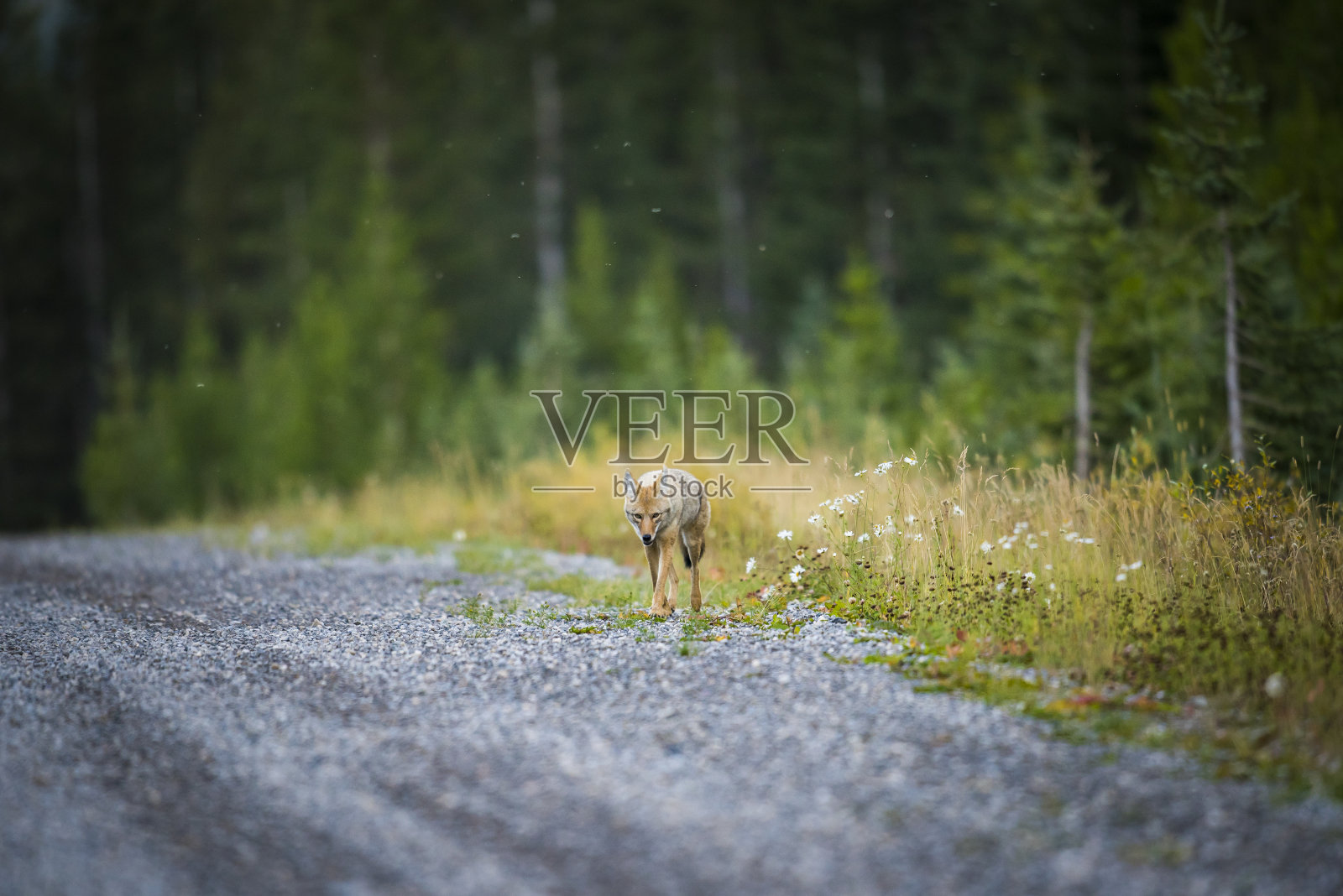 土狼(Latrans犬星座)照片摄影图片