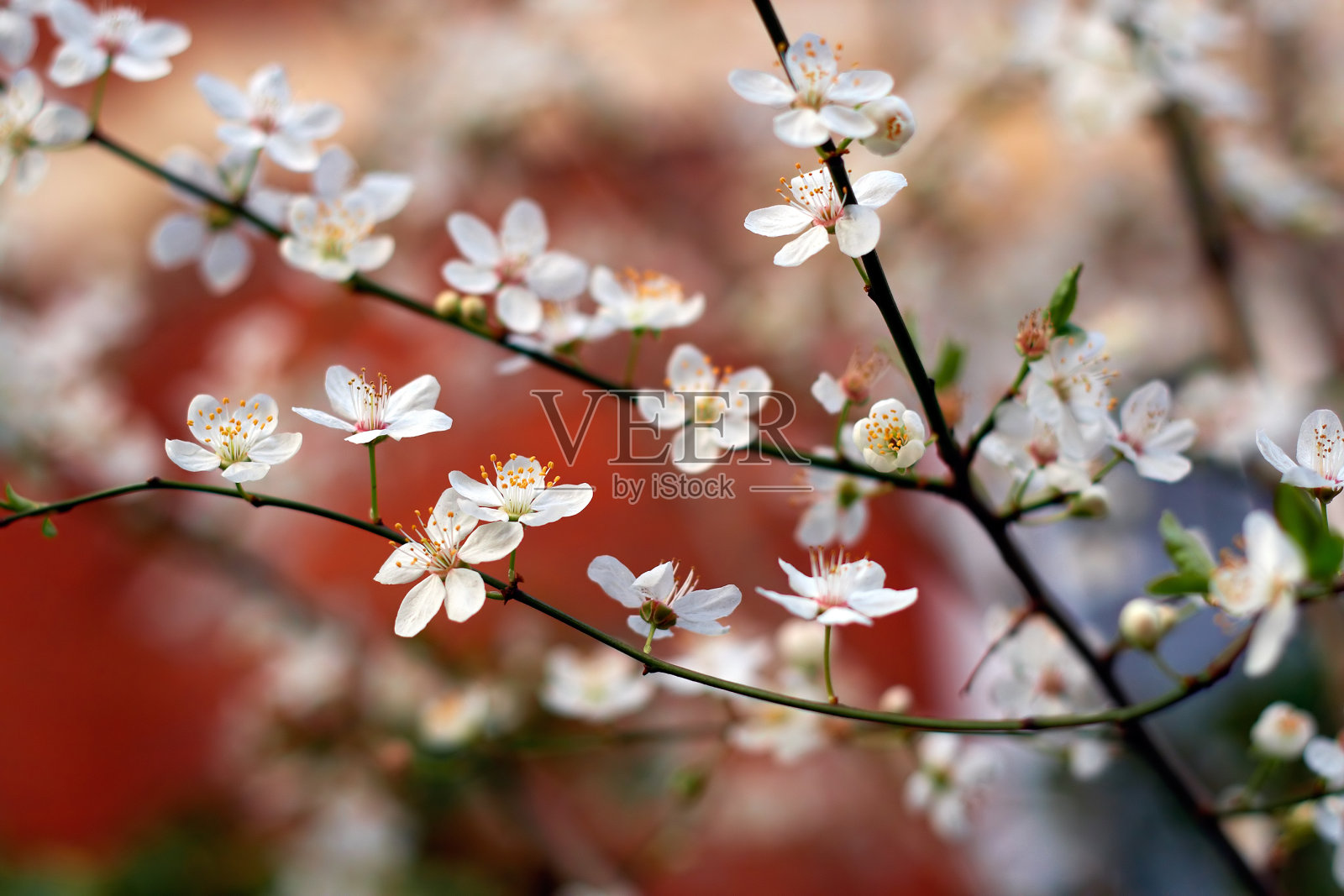 春天的问候照片摄影图片