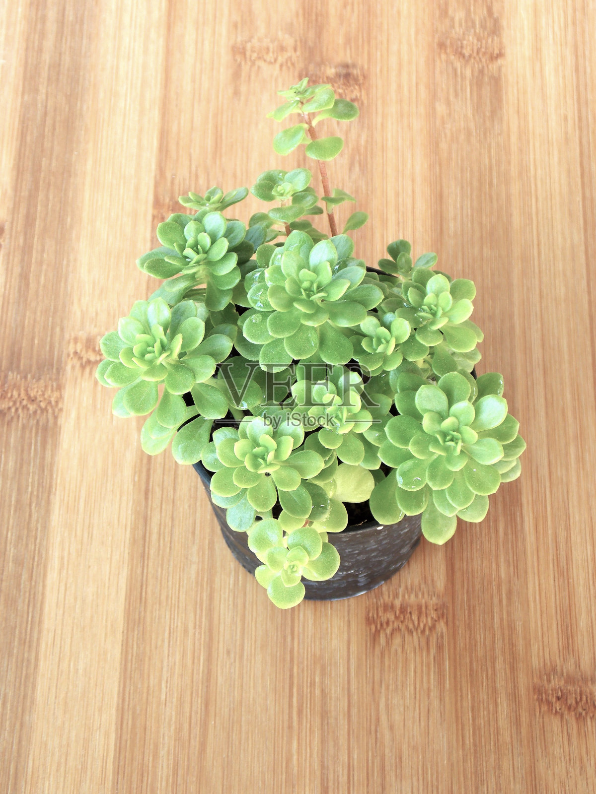 肉质植物照片摄影图片