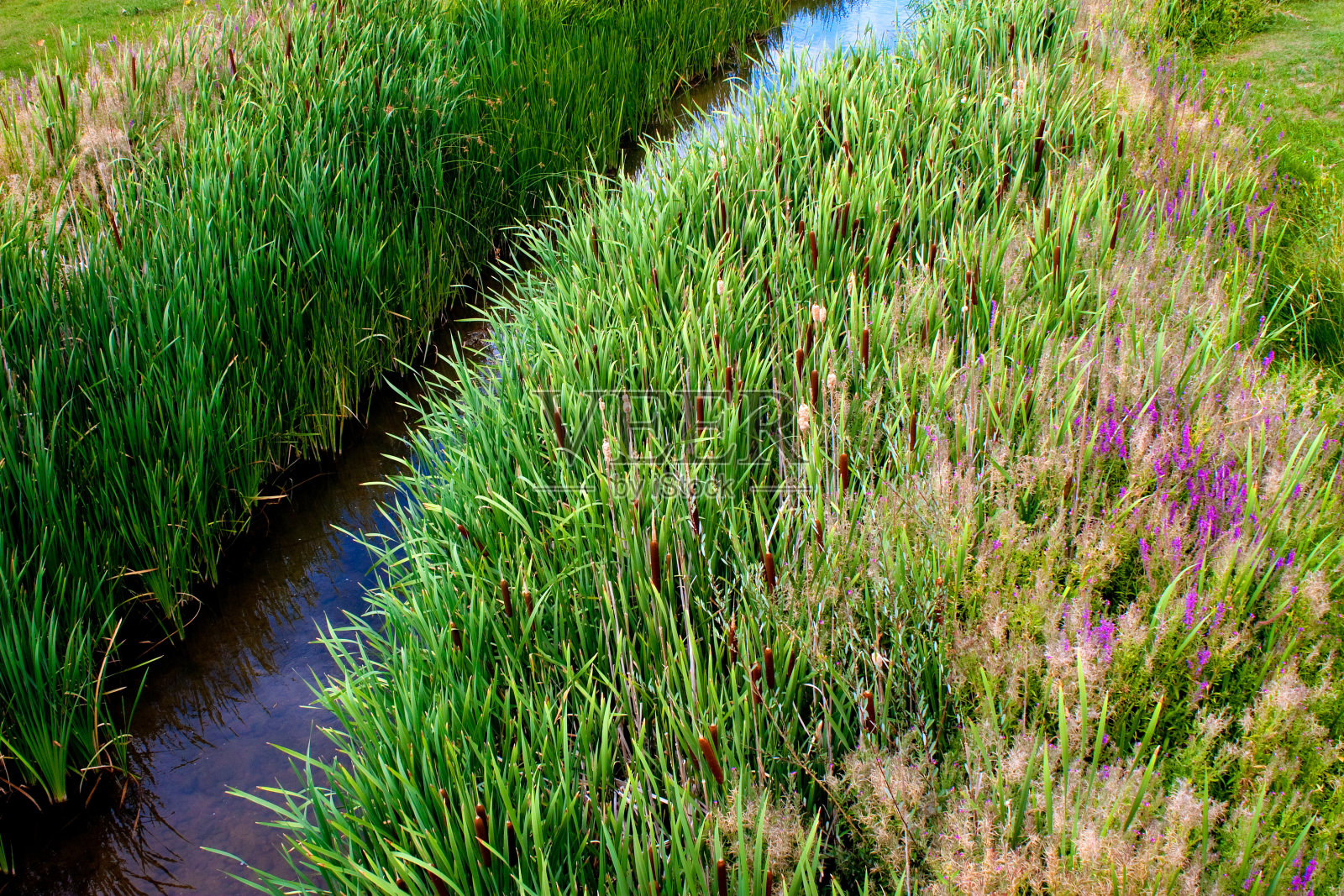 小溪旁的绿色芦苇照片摄影图片