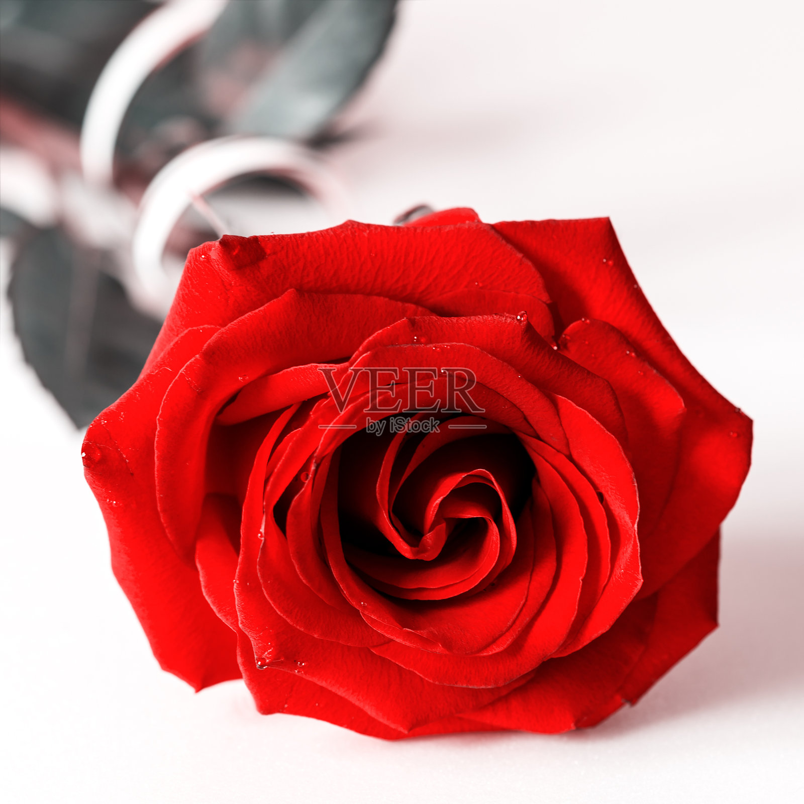 孤立在白色背景上的红玫瑰照片摄影图片