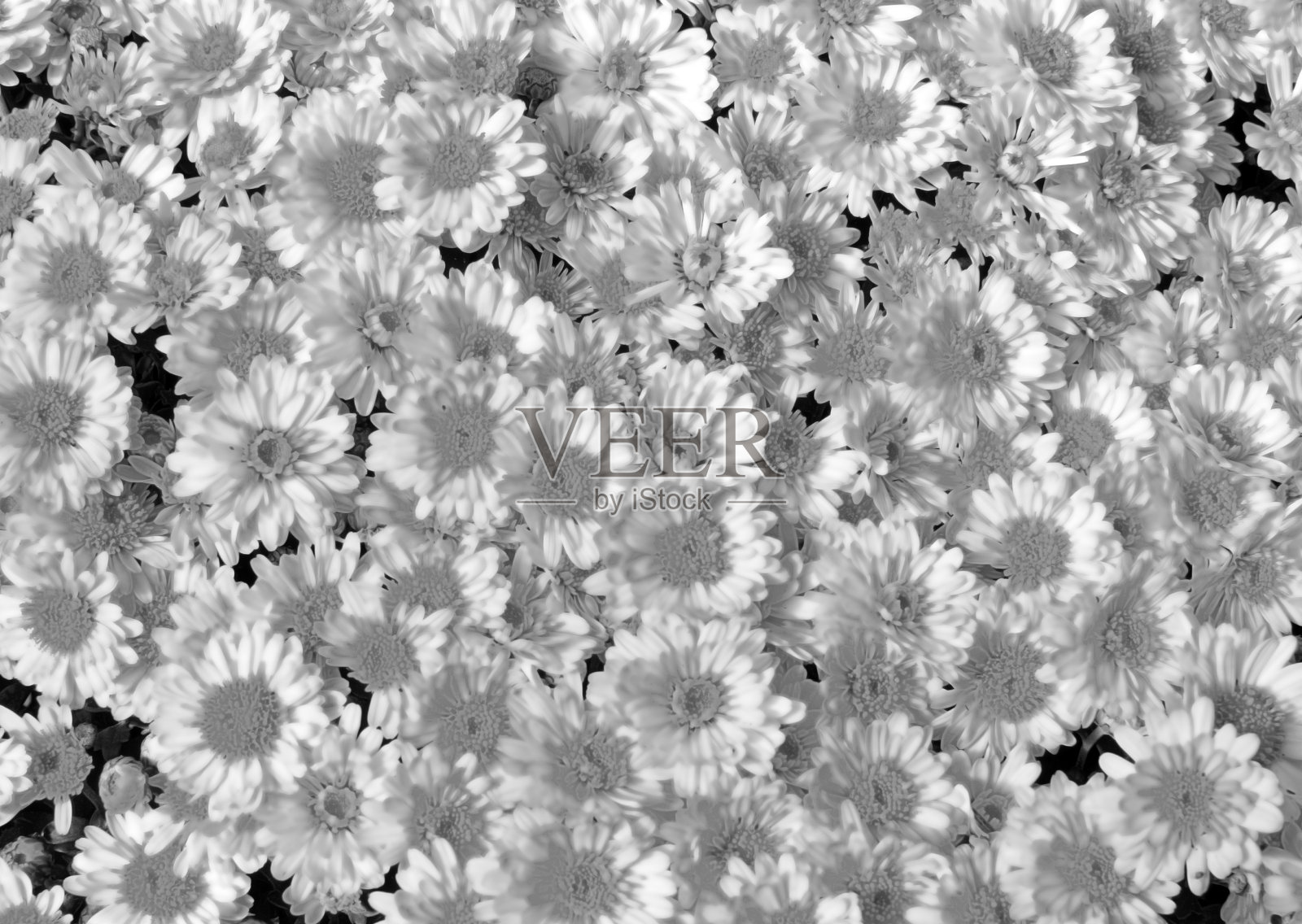 花背景纹理照片摄影图片