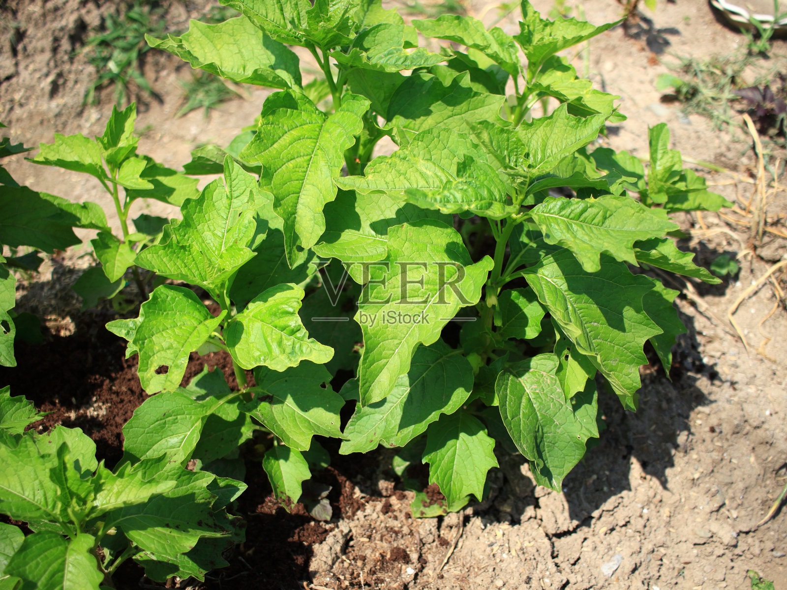 灯笼厂照片摄影图片