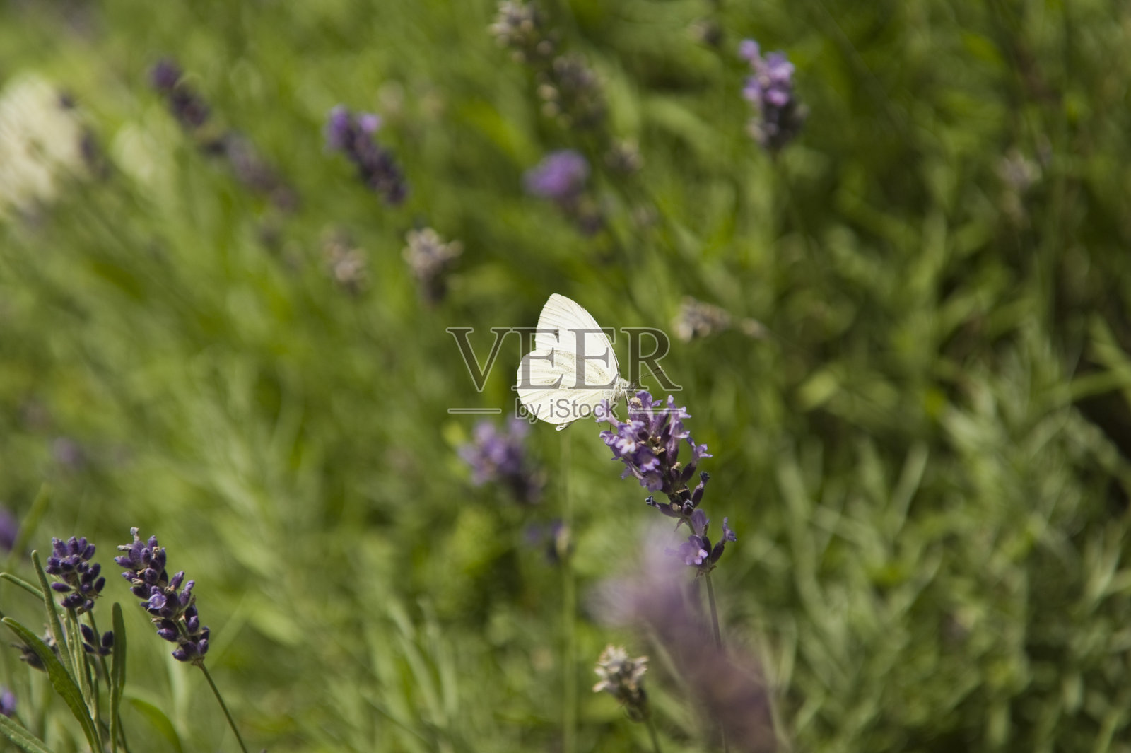蝴蝶在薰衣草叶子上照片摄影图片