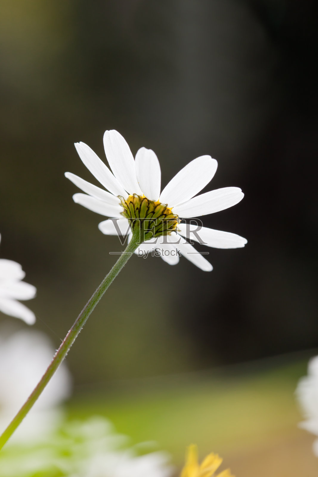 黛西照片摄影图片