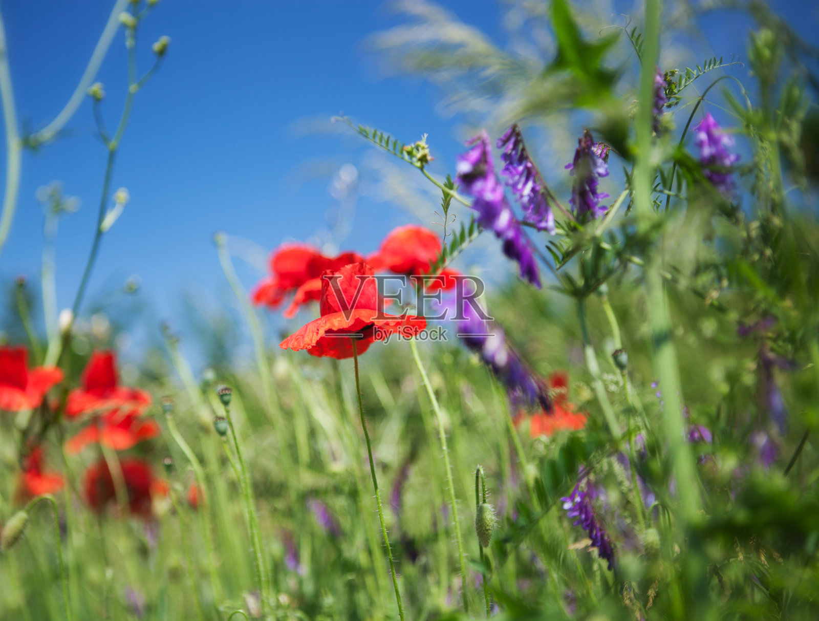 野花。照片摄影图片
