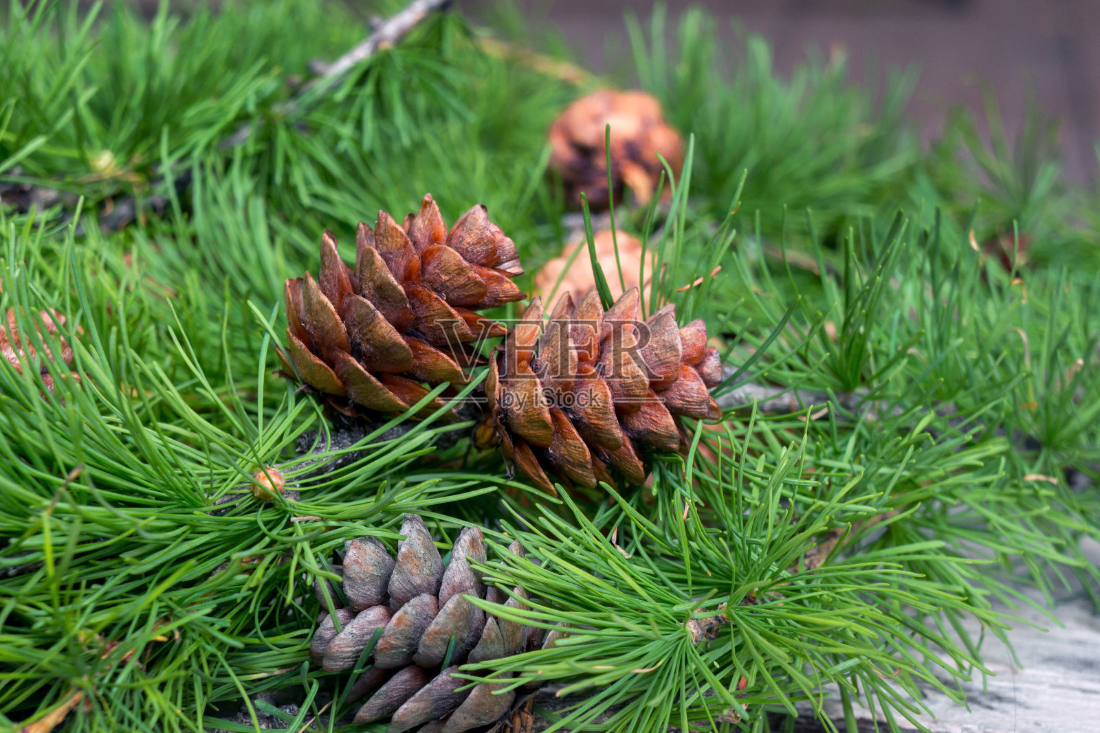 带球果的松枝照片摄影图片