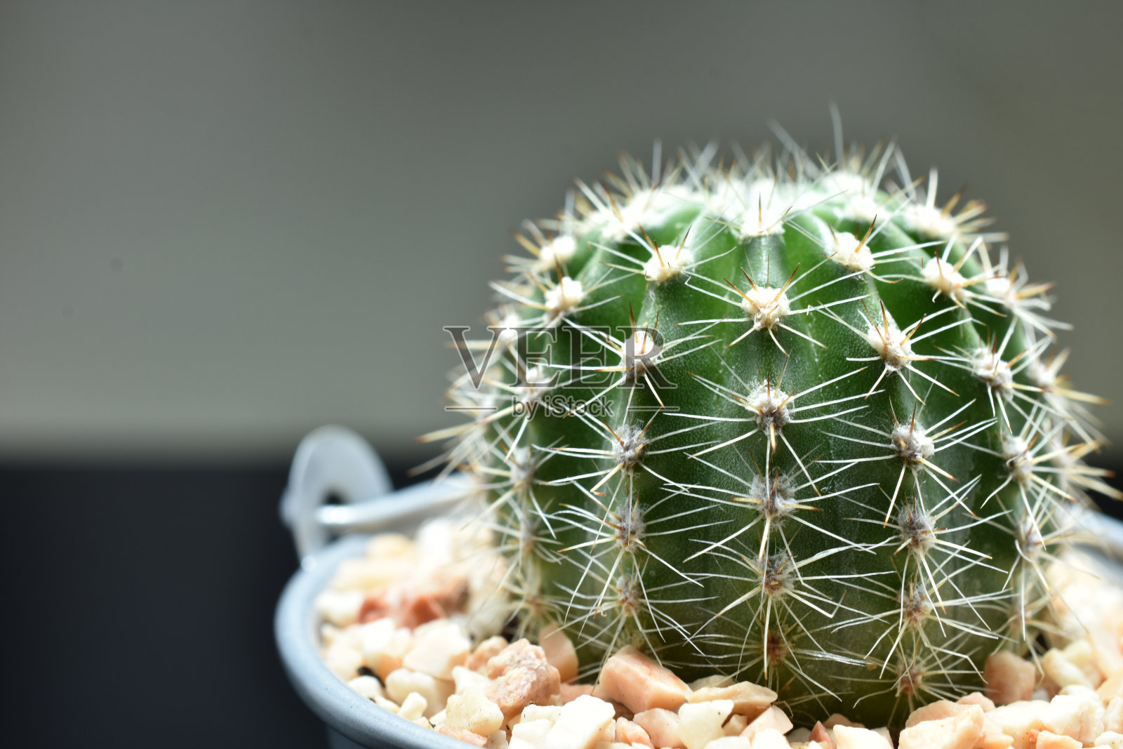 仙人掌在金属桶和灰色背景模糊。拷贝空间的概念。照片摄影图片