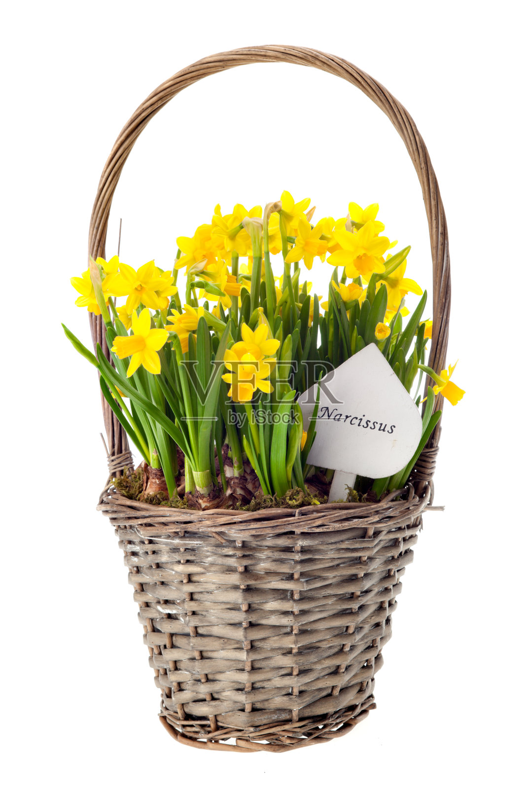 柳条篮子里装满了水仙花照片摄影图片