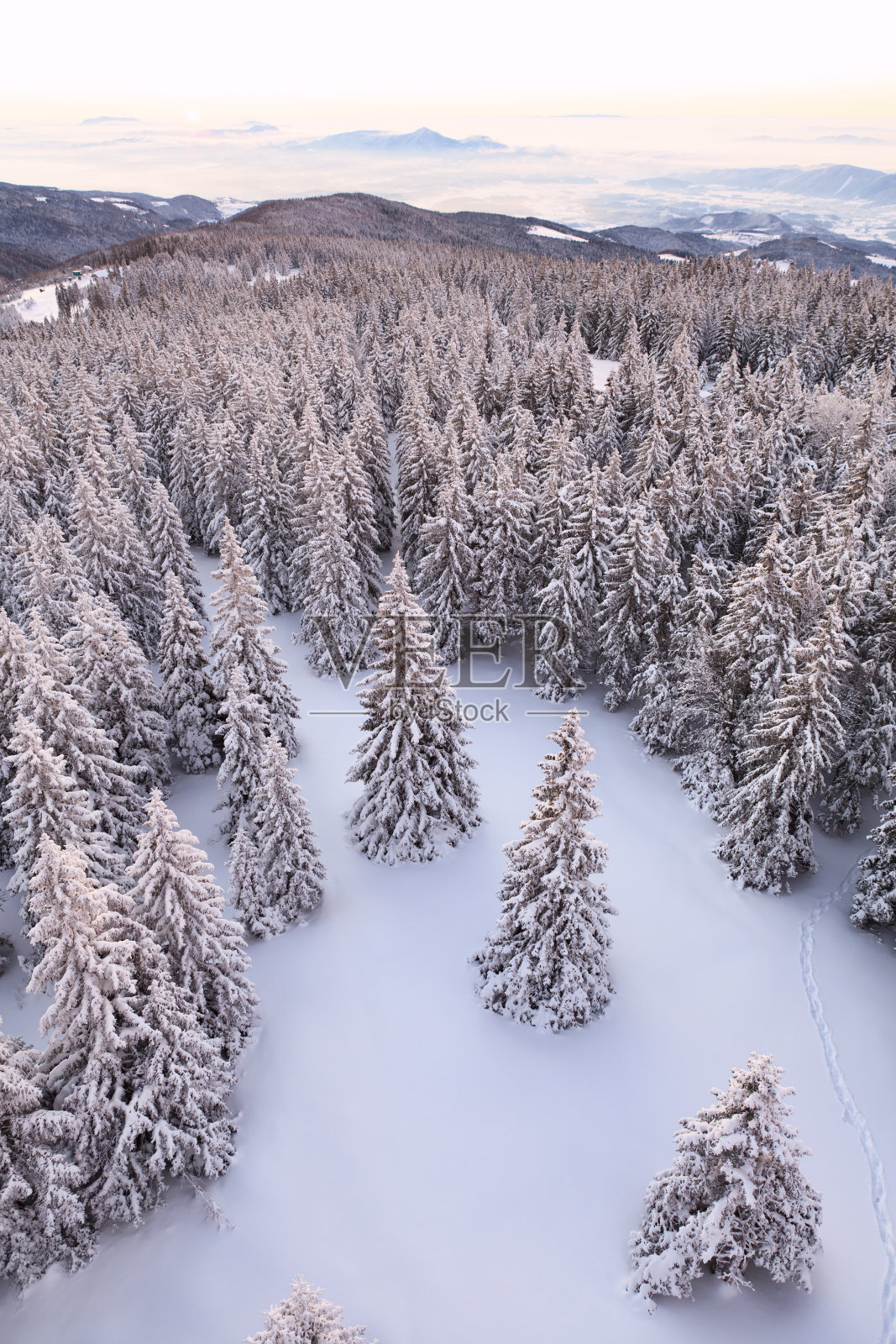 日出时分的冬日森林照片摄影图片