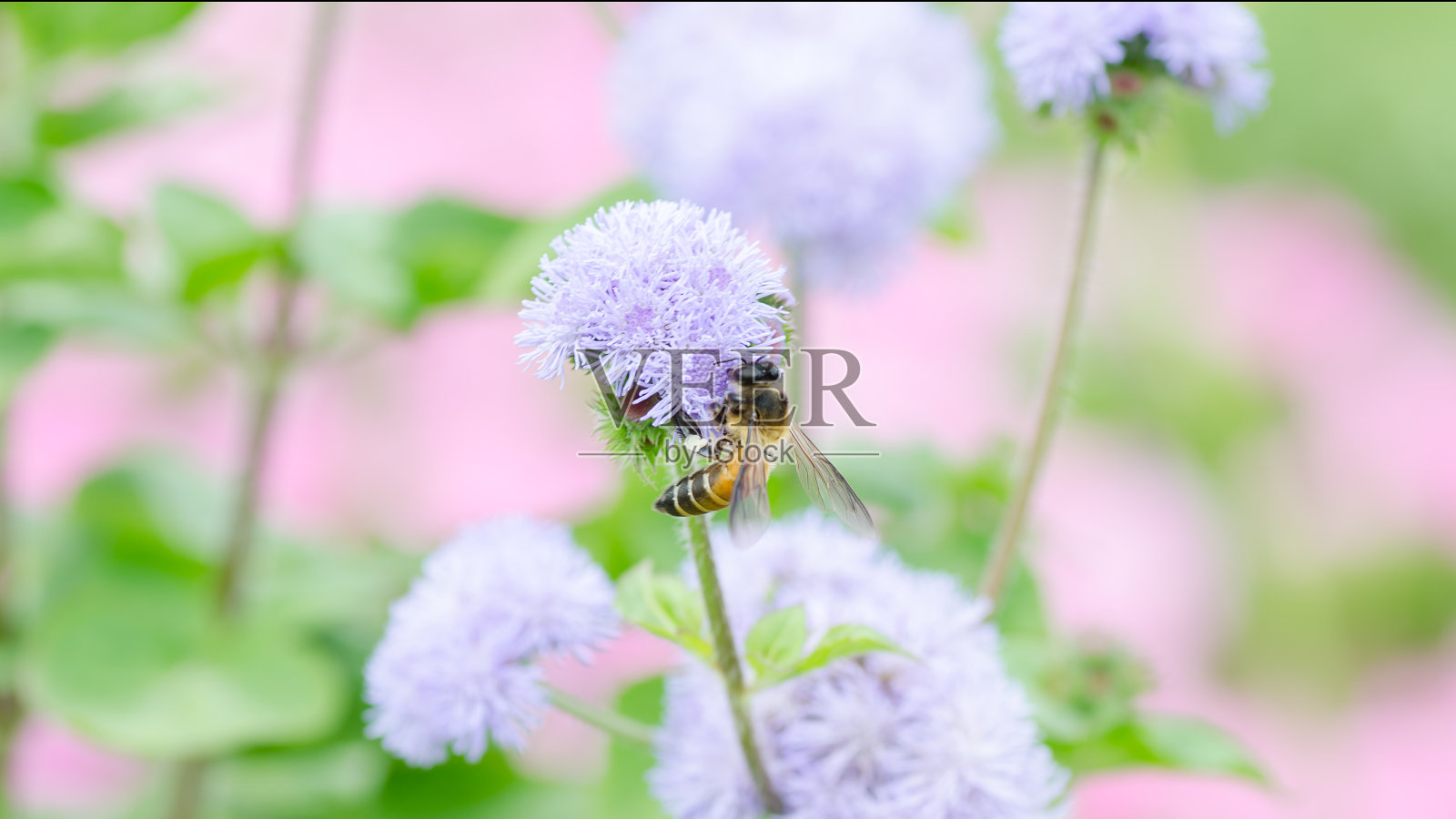 蜜蜂在春天采集花粉照片摄影图片