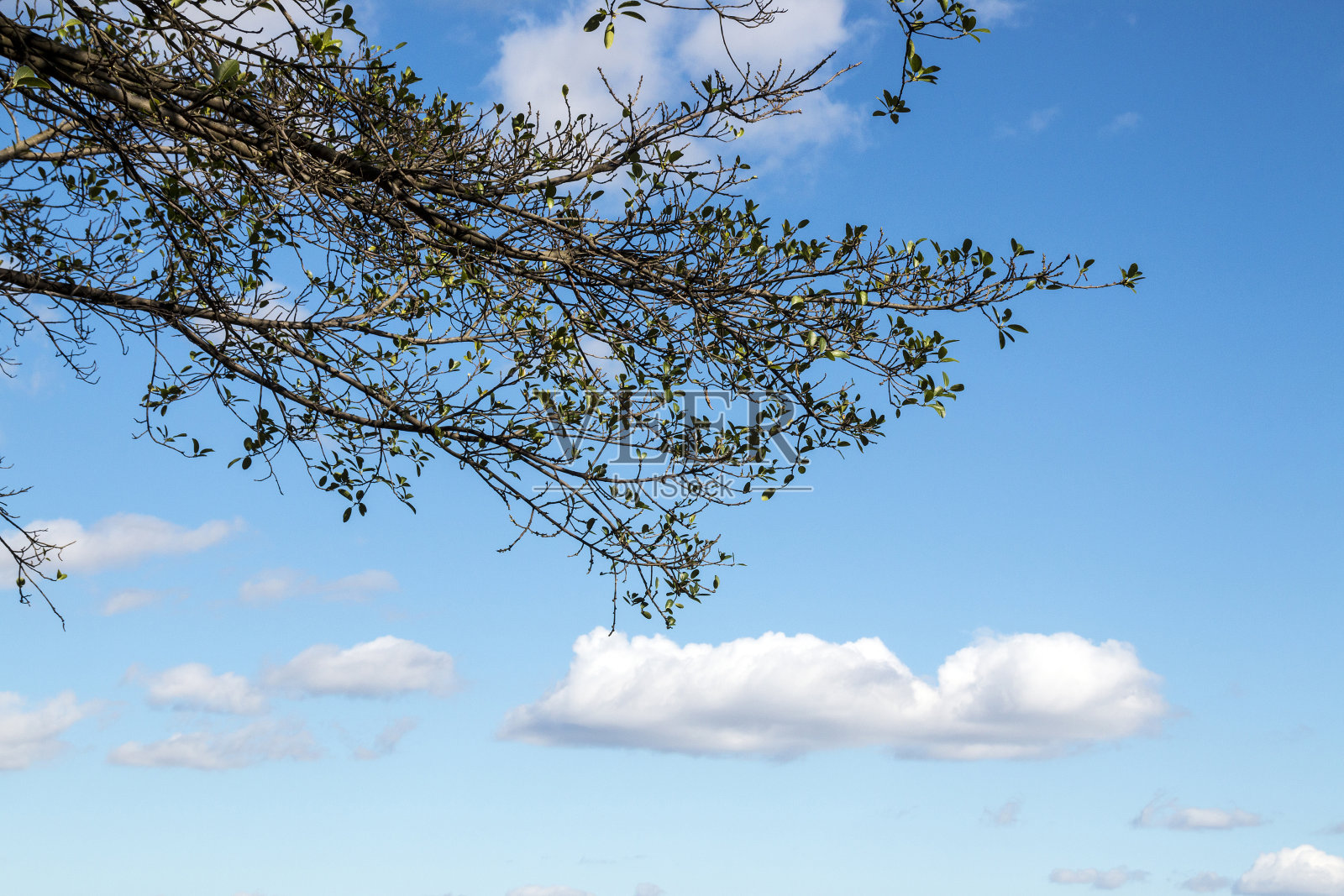 蓝天下的树枝和鸟巢照片摄影图片