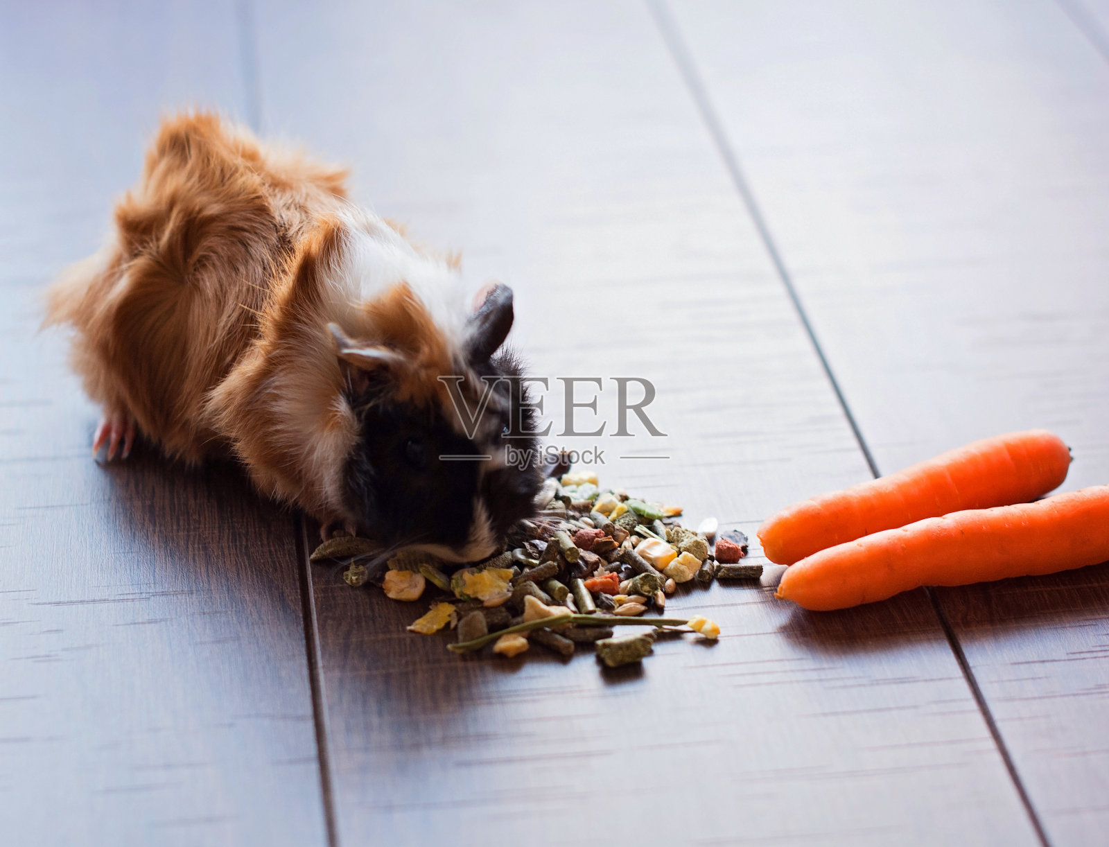带宠物食品的豚鼠照片摄影图片