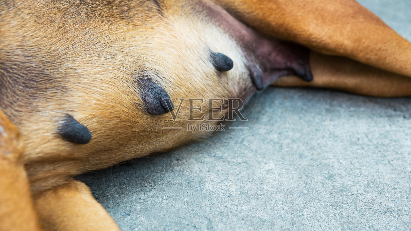 哺乳的母亲,狗的乳头照片摄影图片