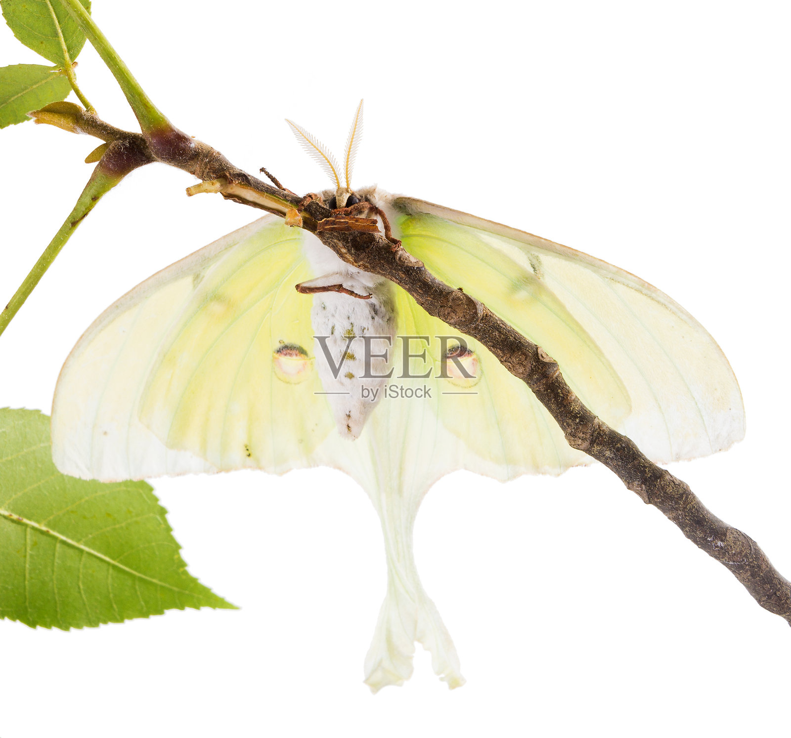 大蛾子土星月亮上的树枝,与腹部的观点照片摄影图片