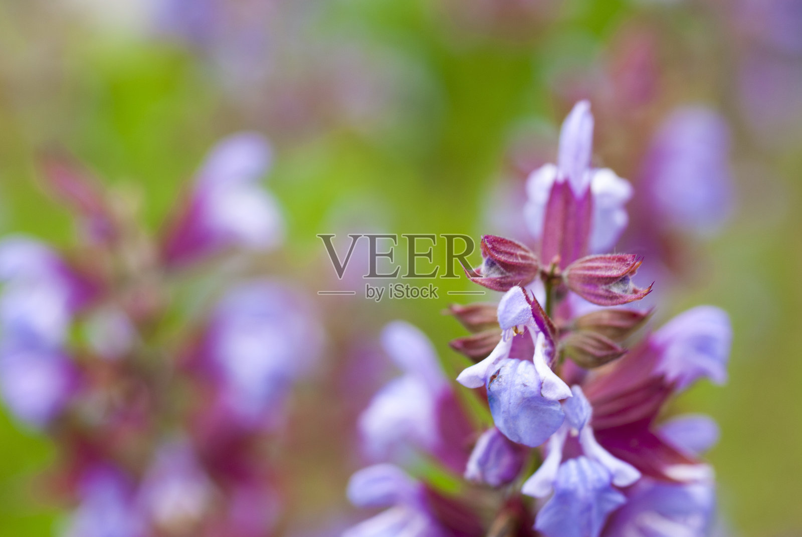 圣人照片摄影图片