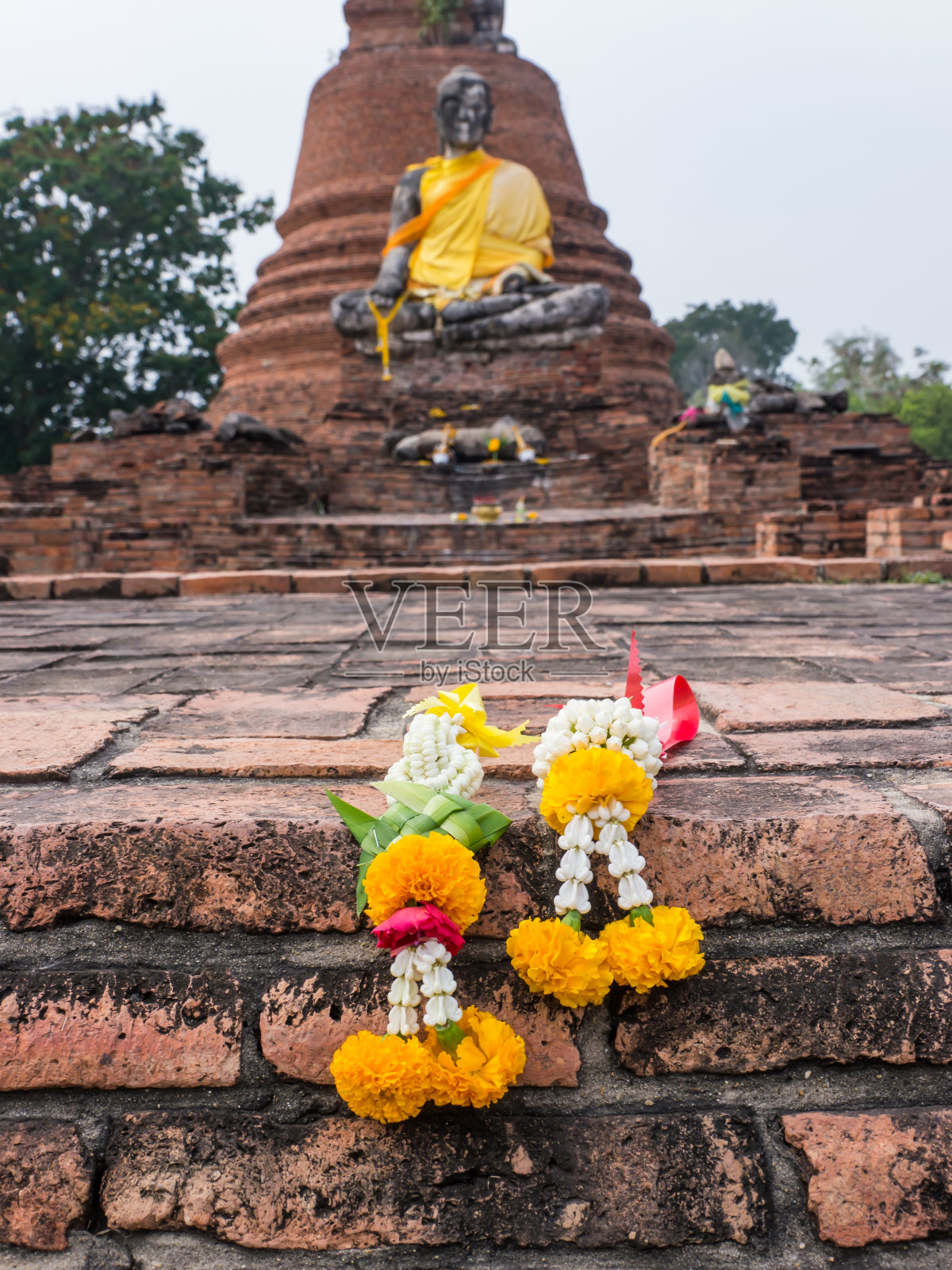 崇拜的花蕾照片摄影图片