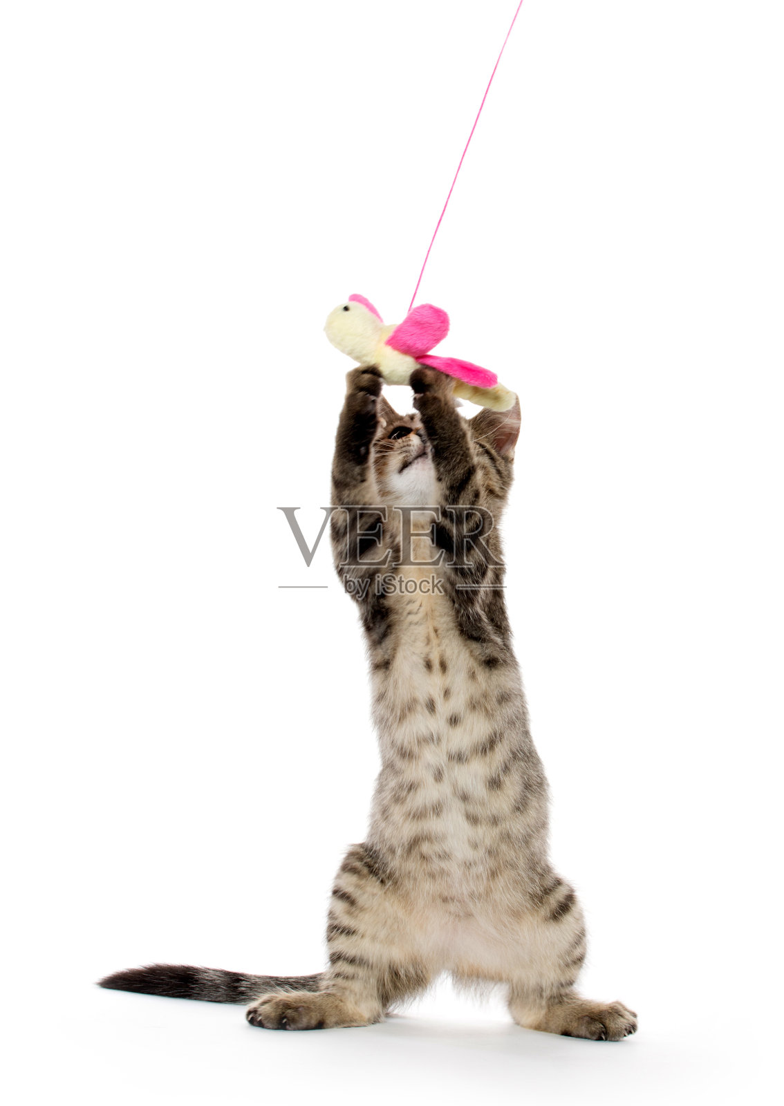 可爱的虎斑小猫照片摄影图片