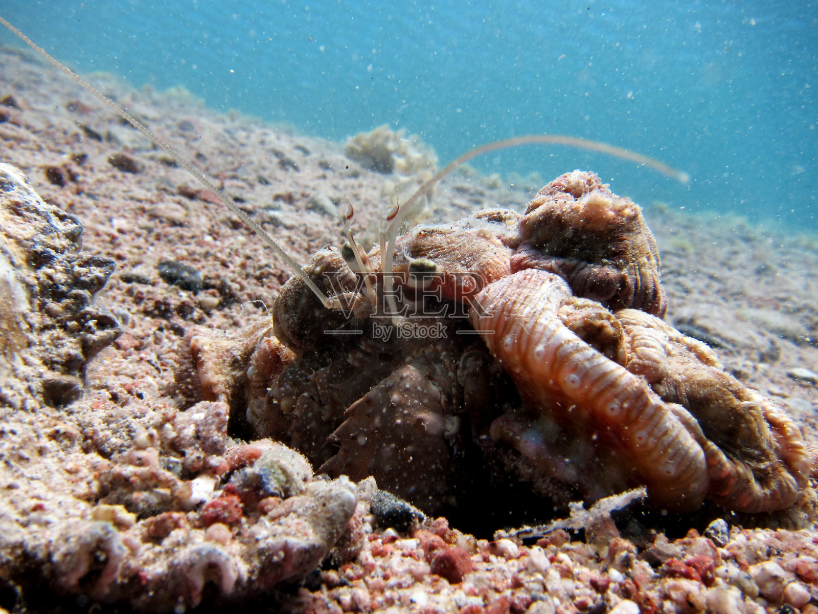 银莲花花托照片摄影图片