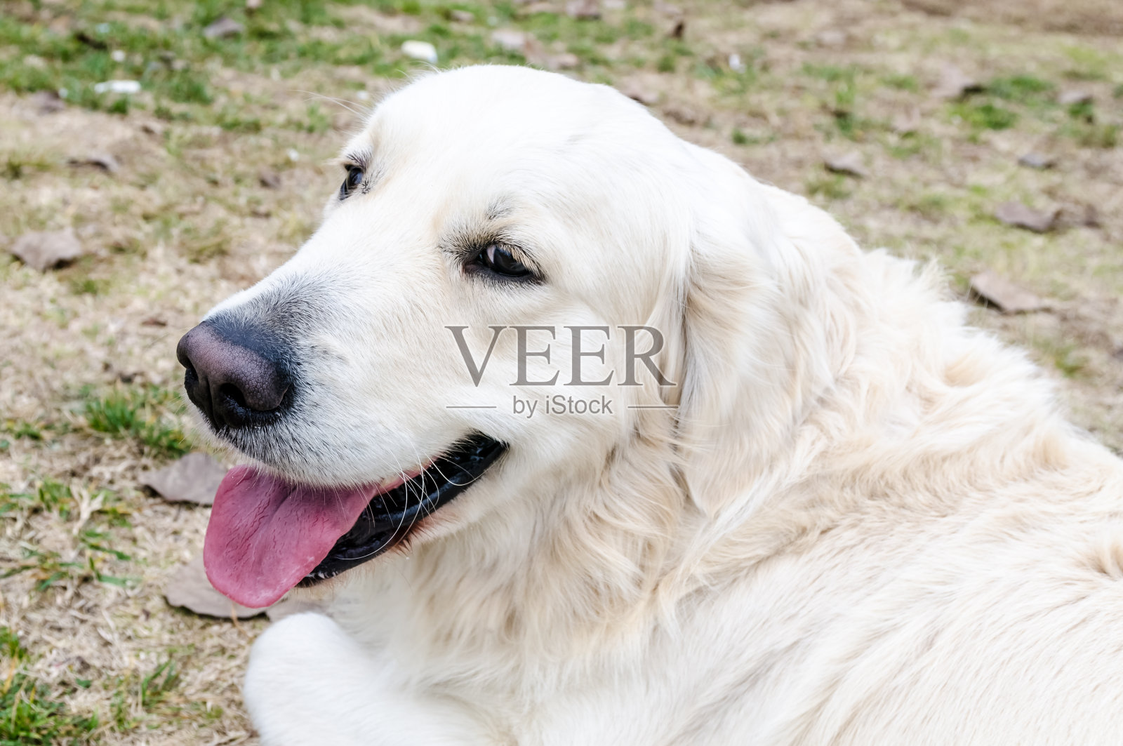 拉布拉多狗。照片摄影图片