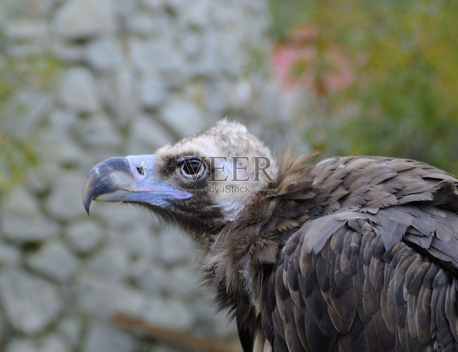 欧洲黑秃鹫-埃及斑鹫-野生鸟类。照片摄影图片