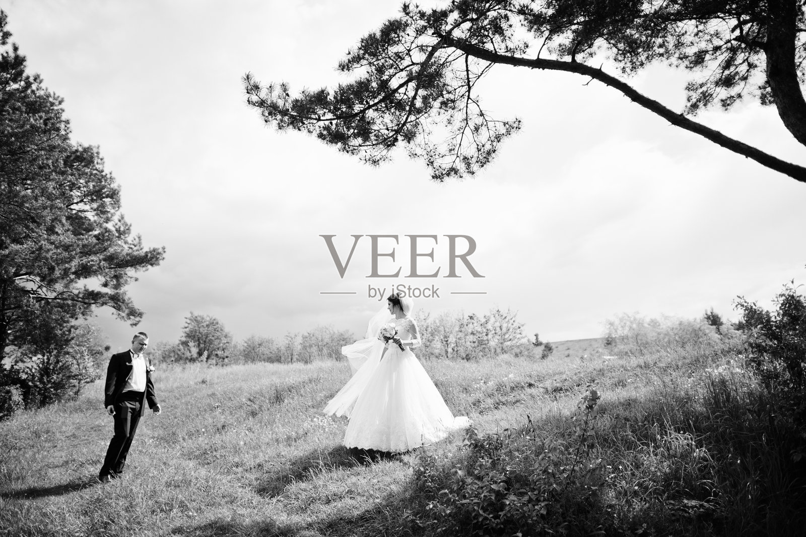 优雅的婚礼新人在他们的天背景松林。新婚燕尔。照片摄影图片