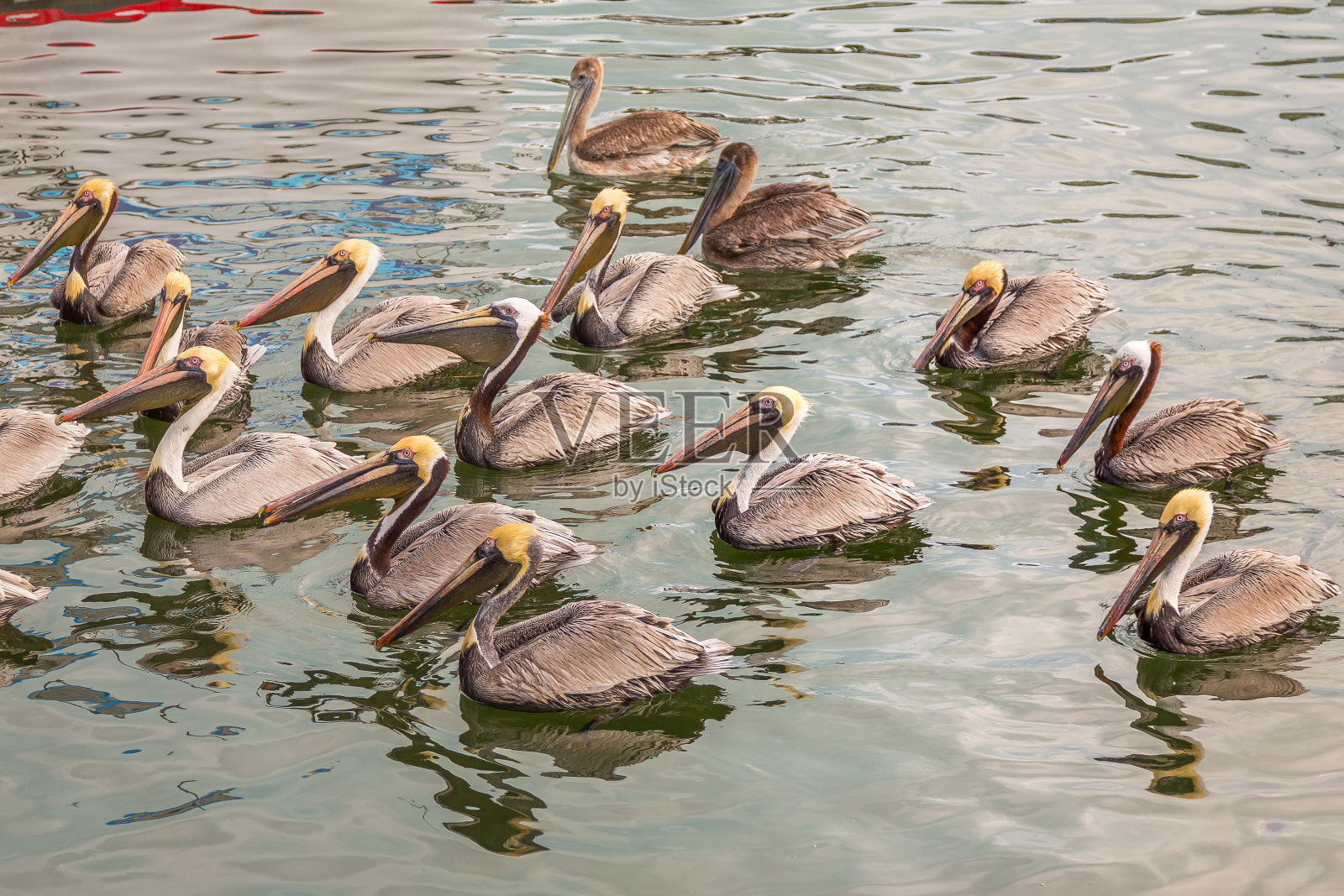 水中的鹈鹕照片摄影图片