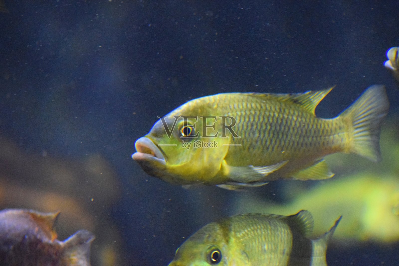 耳朵剧场鱼缸里的热带鱼照片摄影图片