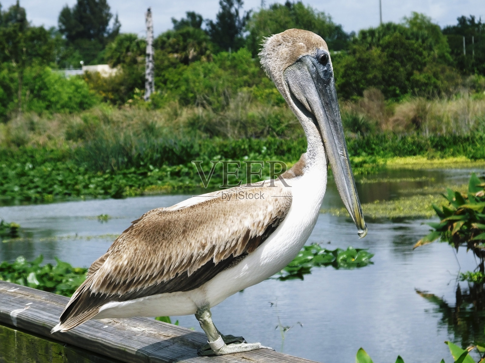 棕色鹈鹕照片摄影图片