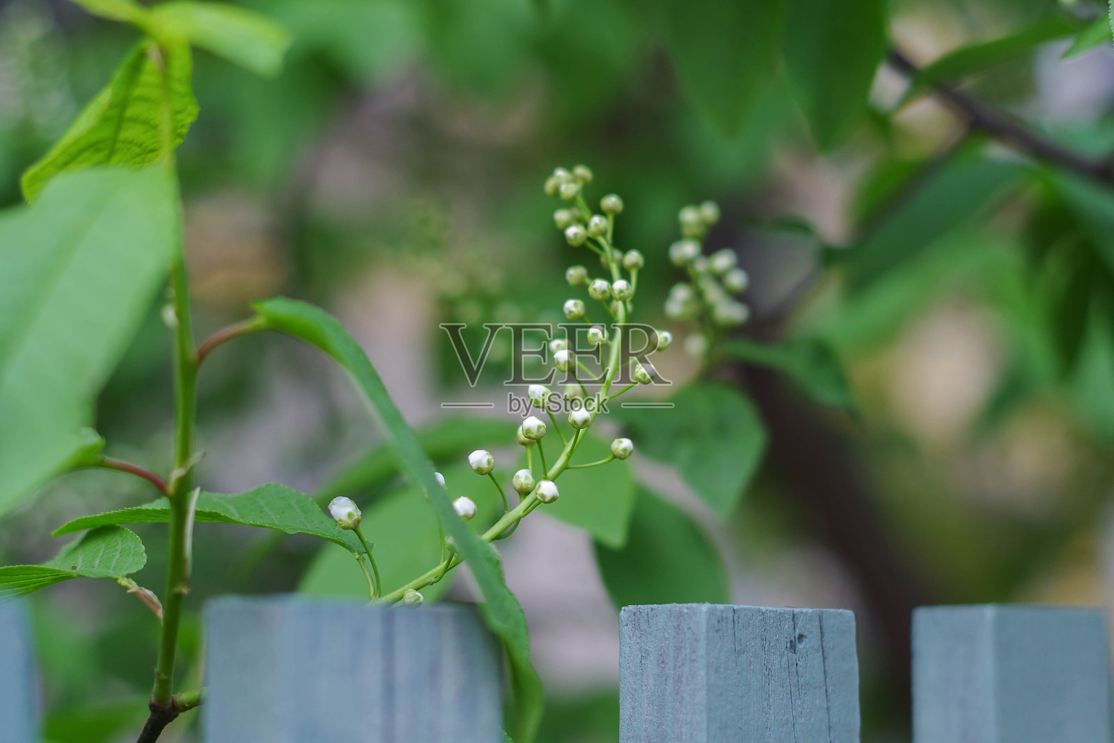 鸟樱花花蕾照片摄影图片