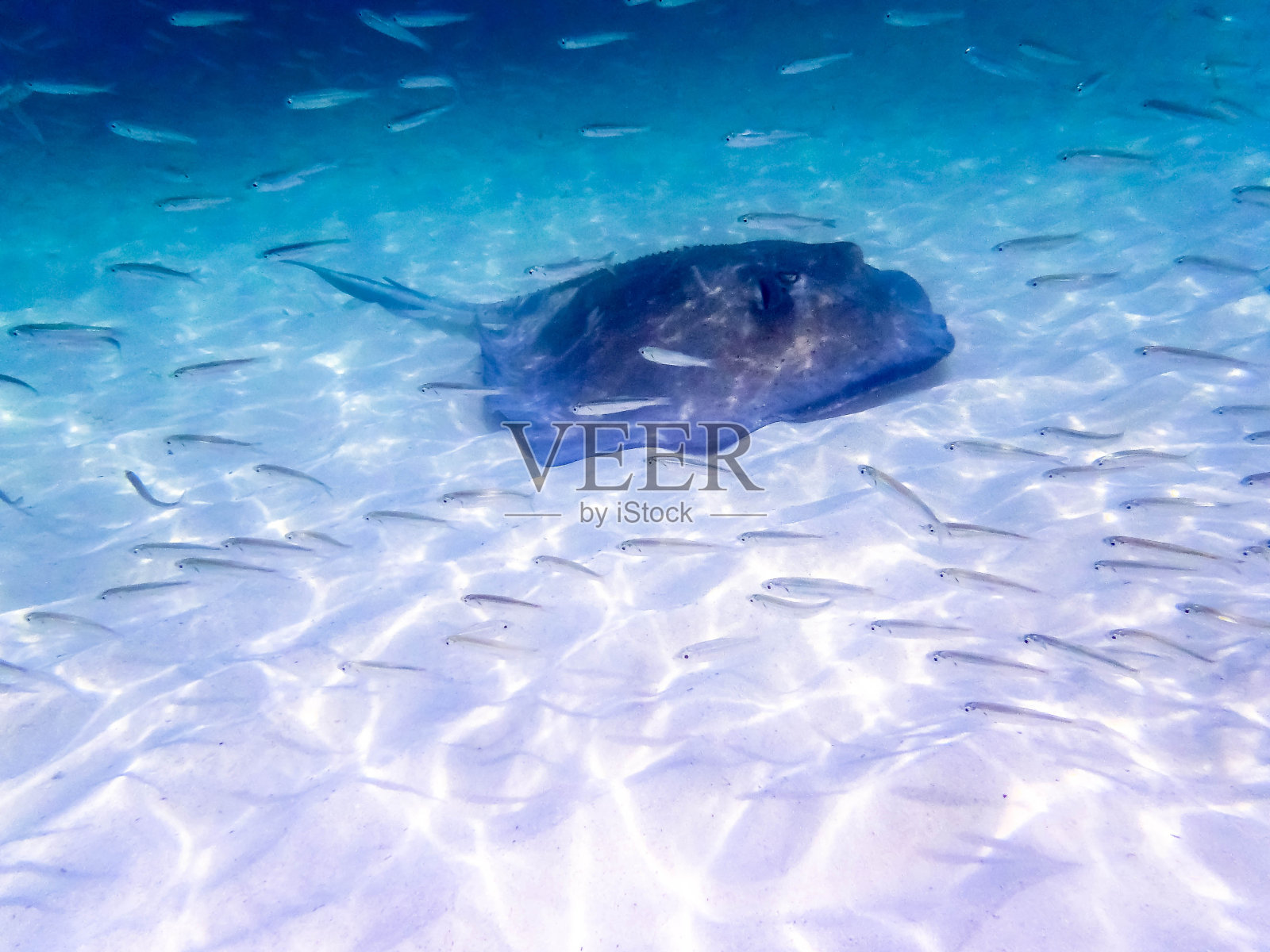 洛斯罗克斯委内瑞拉加勒比照片摄影图片