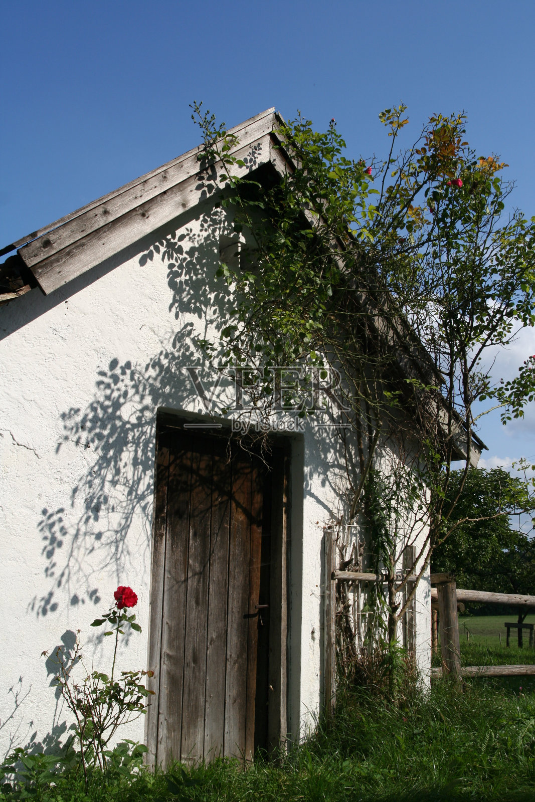 旧门上有红玫瑰。照片摄影图片