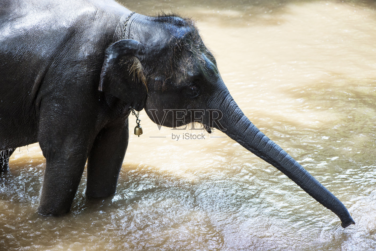 大自然中的大象照片摄影图片