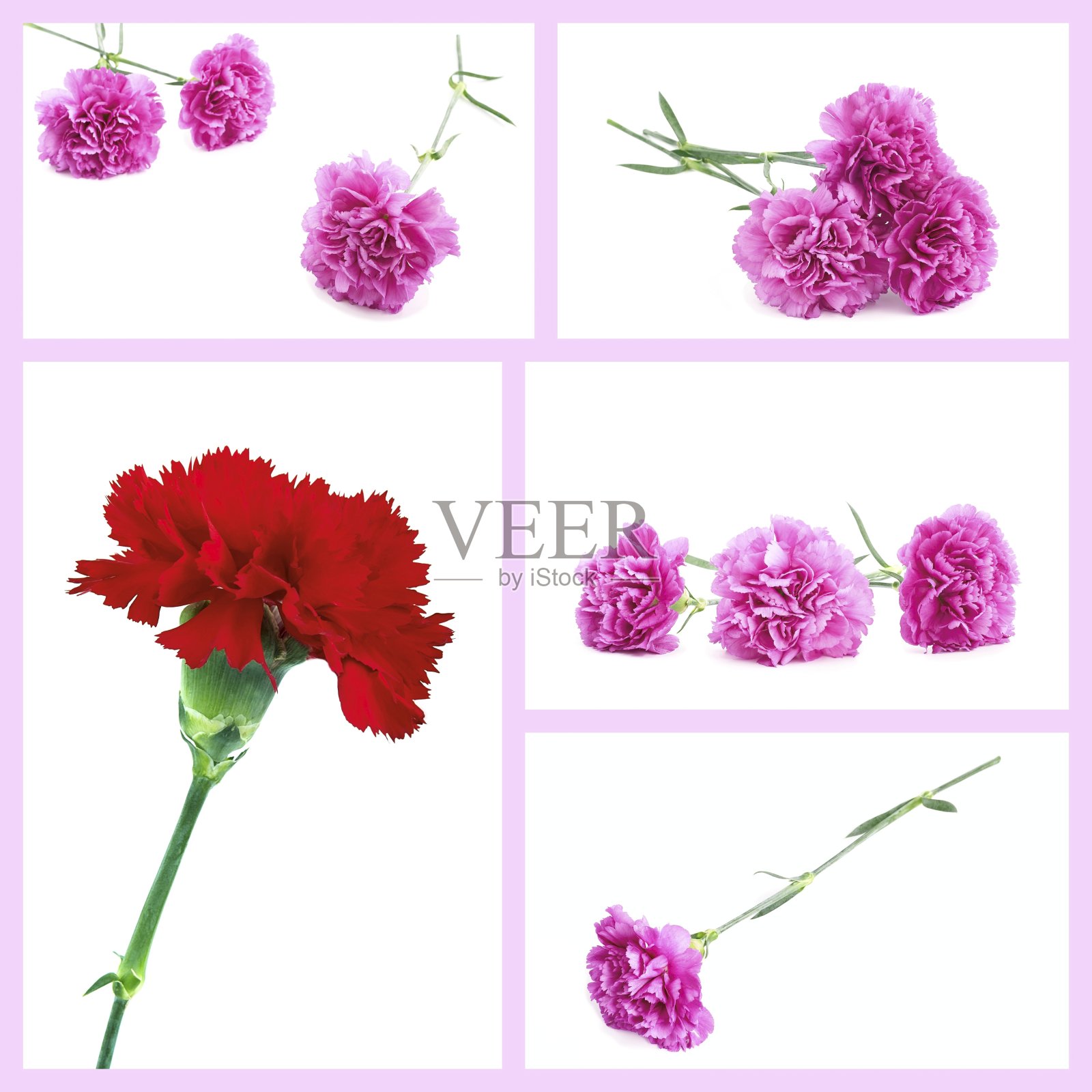 康乃馨照片摄影图片