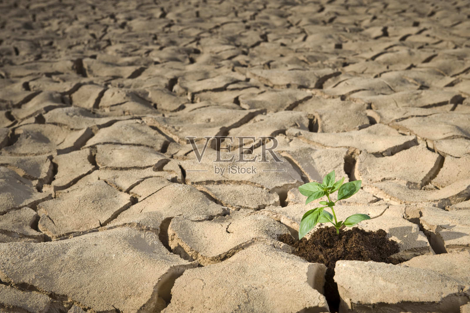 小型植物干裂土照片摄影图片