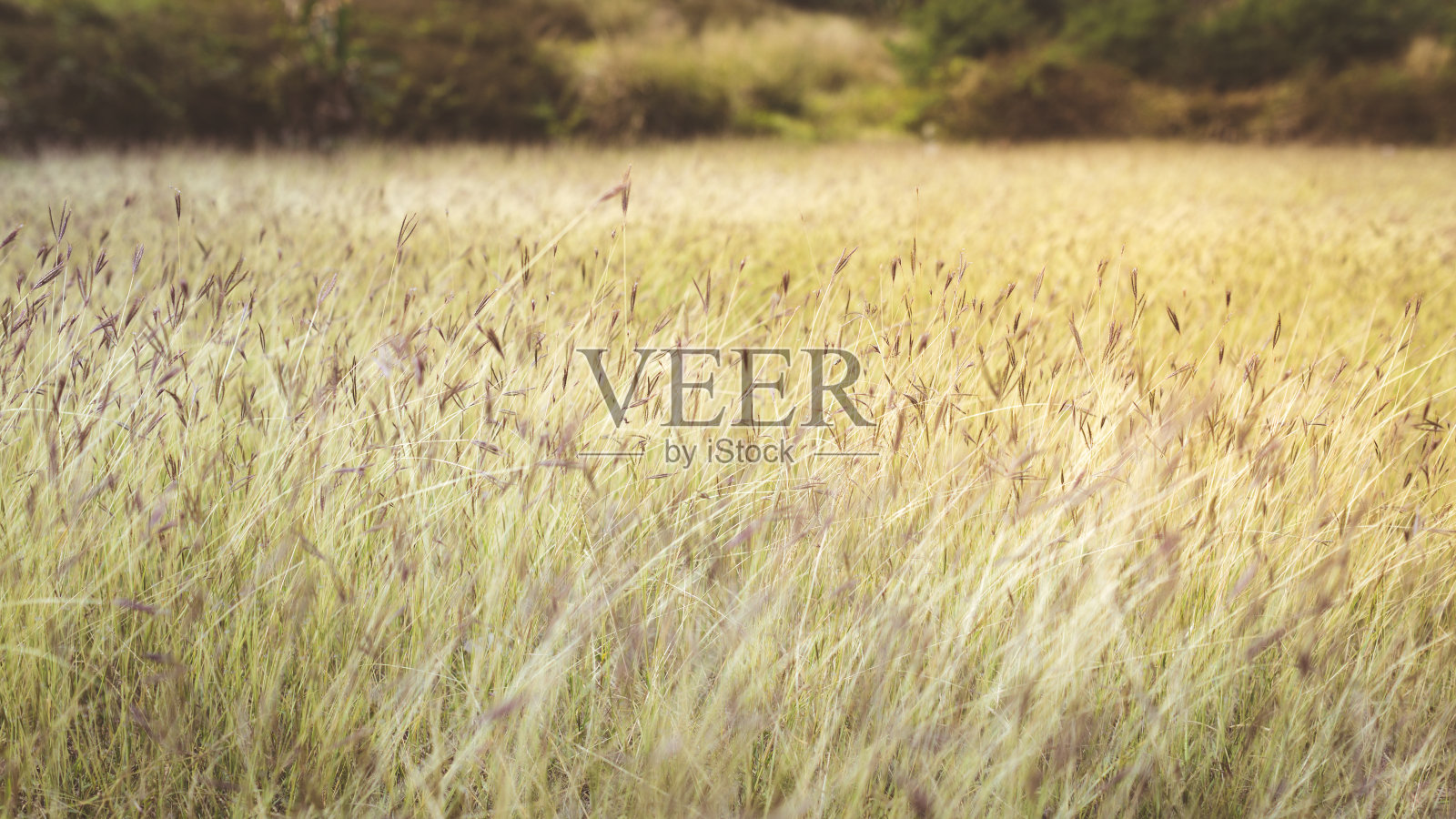 麦田照片摄影图片