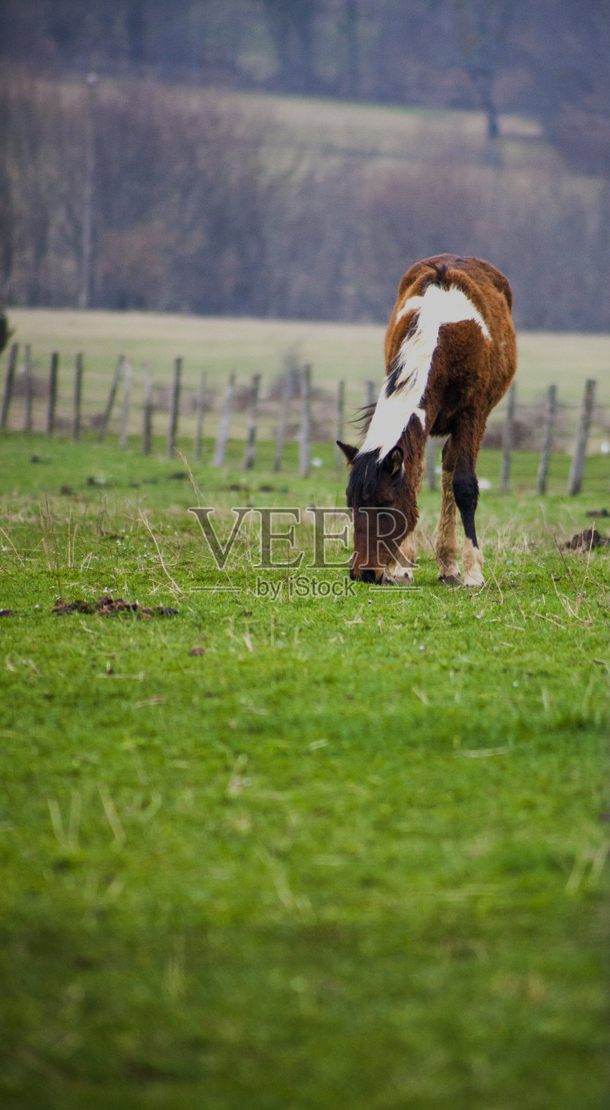 波斯尼亚的马照片摄影图片