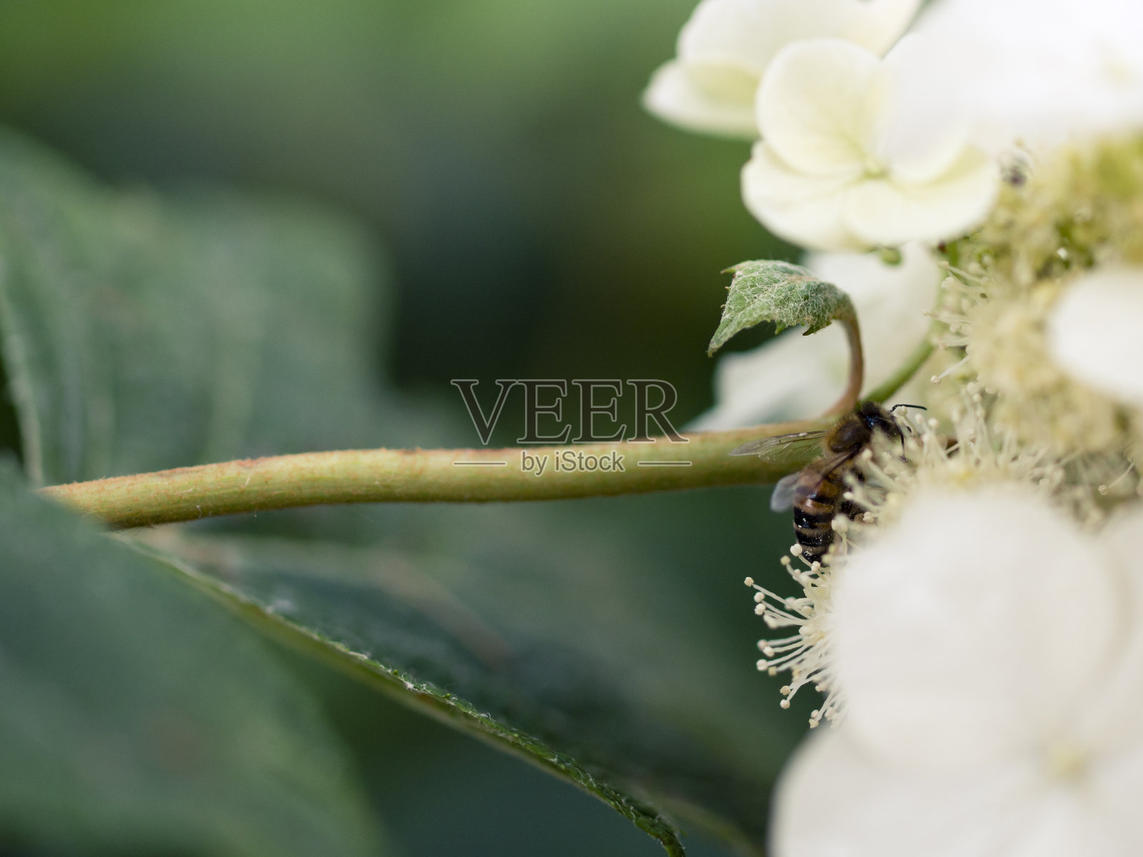 工蜂在一朵白花上采蜜照片摄影图片