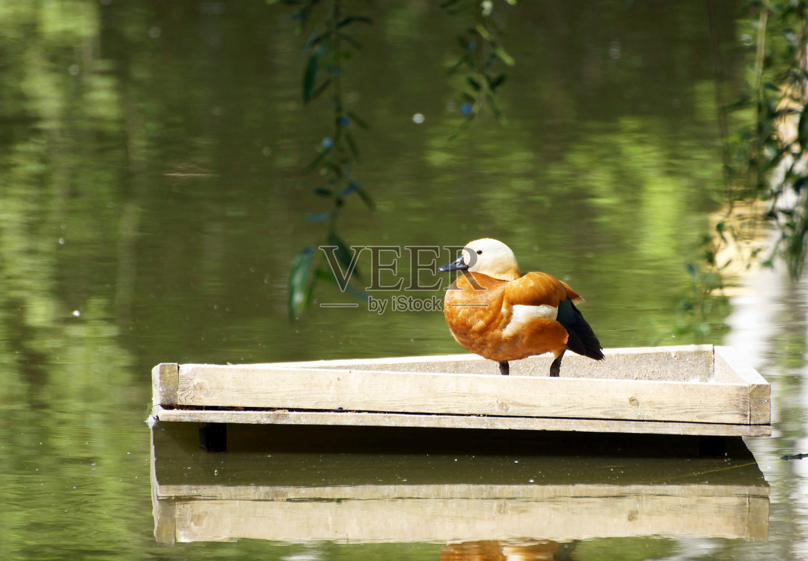 野鸭站在湖边的木平台上照片摄影图片