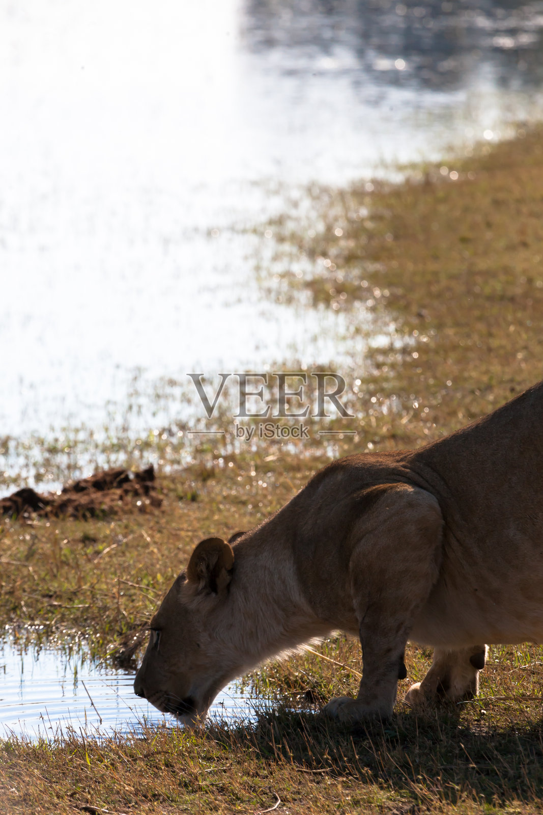 母狮、博茨瓦纳照片摄影图片