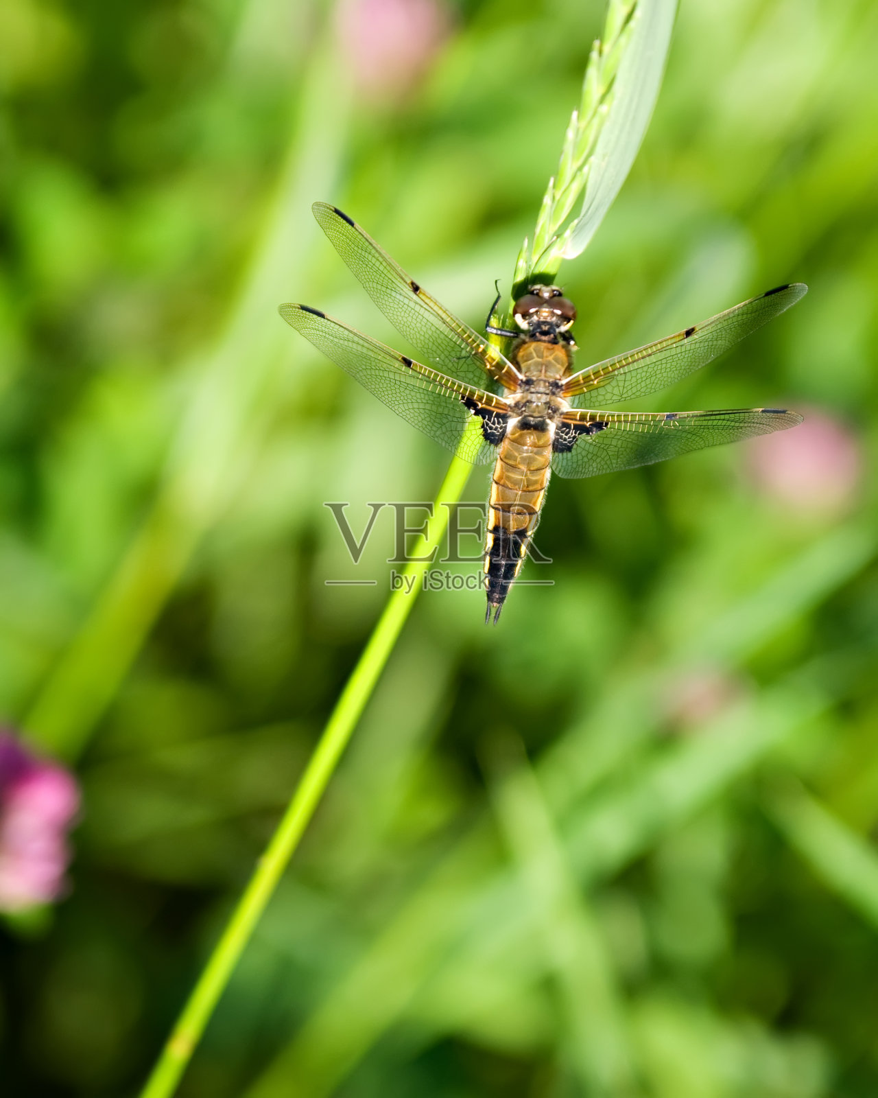 蜻蜓照片摄影图片
