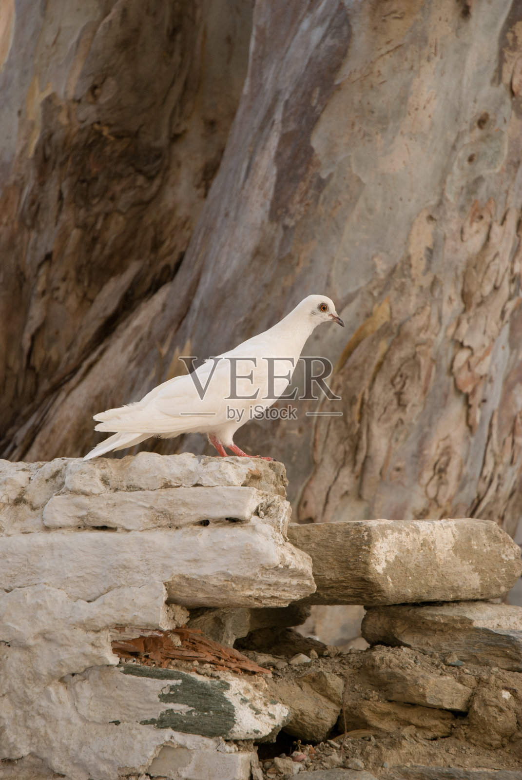 怀特在那里照片摄影图片