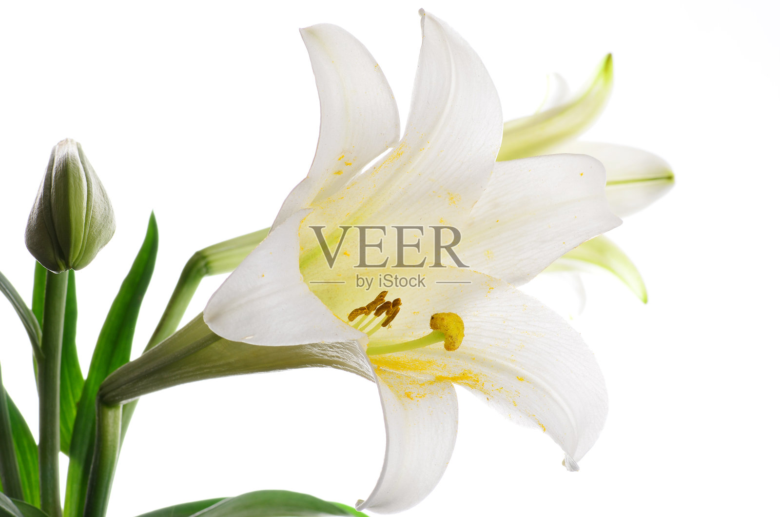 复活节百合(长花百合)照片摄影图片