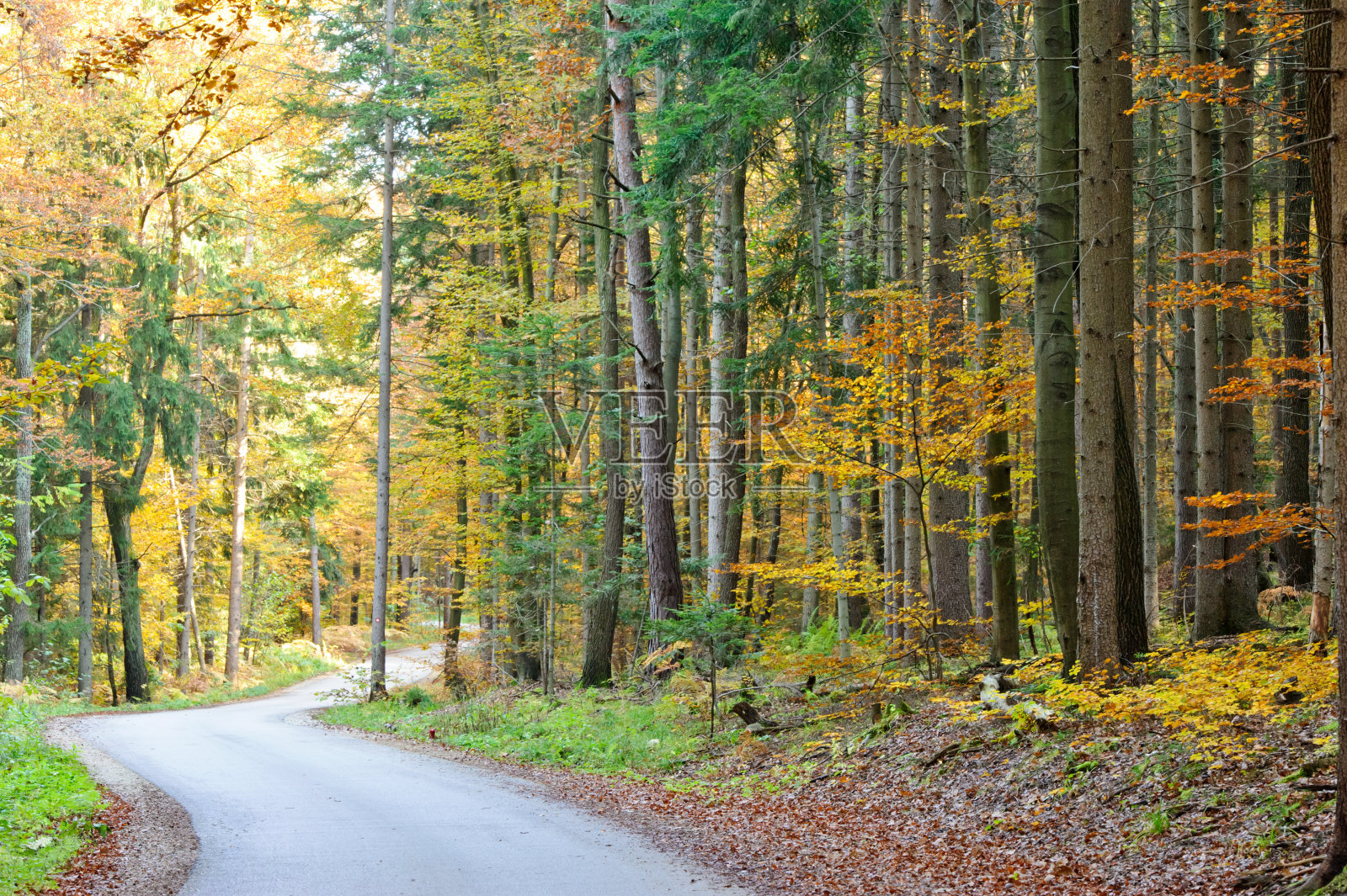 秋天的路径照片摄影图片