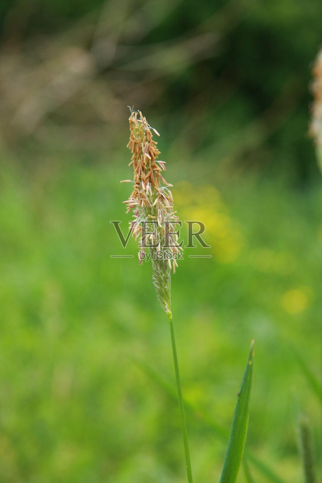 盛开的草地照片摄影图片